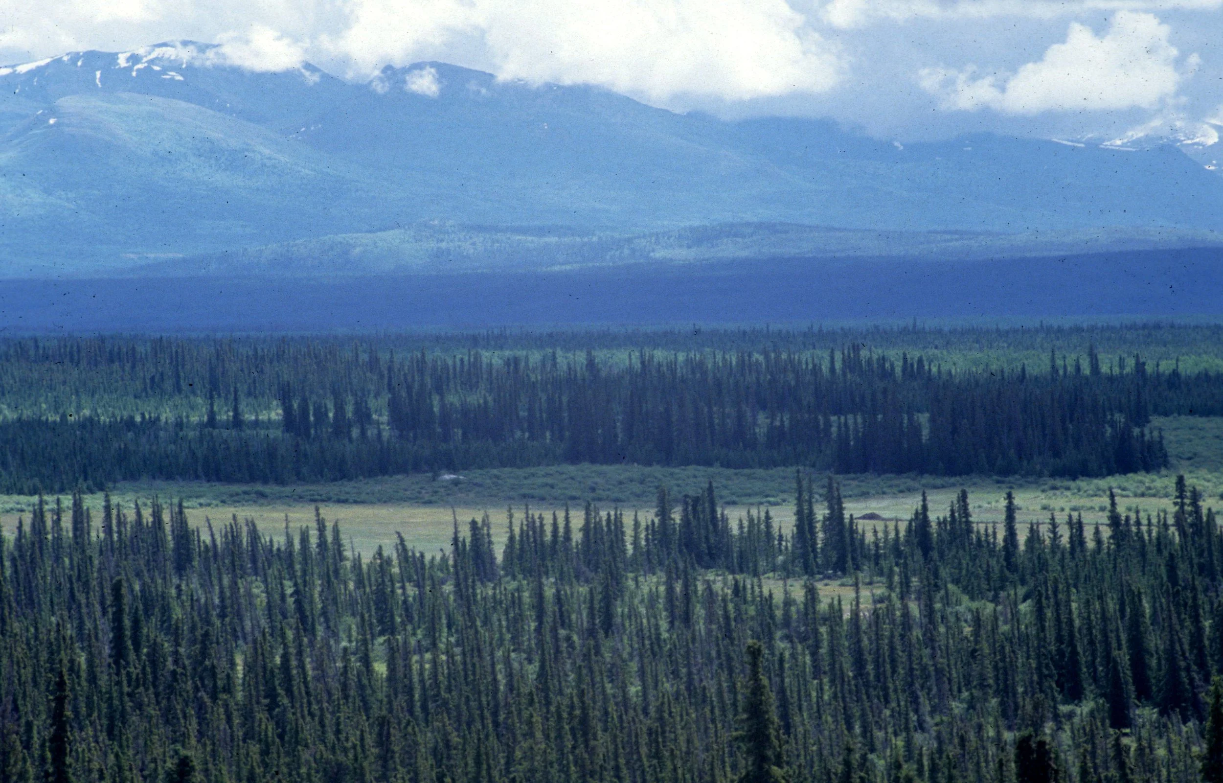 ALASKA - TETSLIN NWR - MIXED TAIGA - PICEA GLAUCA WHITE SPRUCE AND BLACK SPRUCE E.jpg