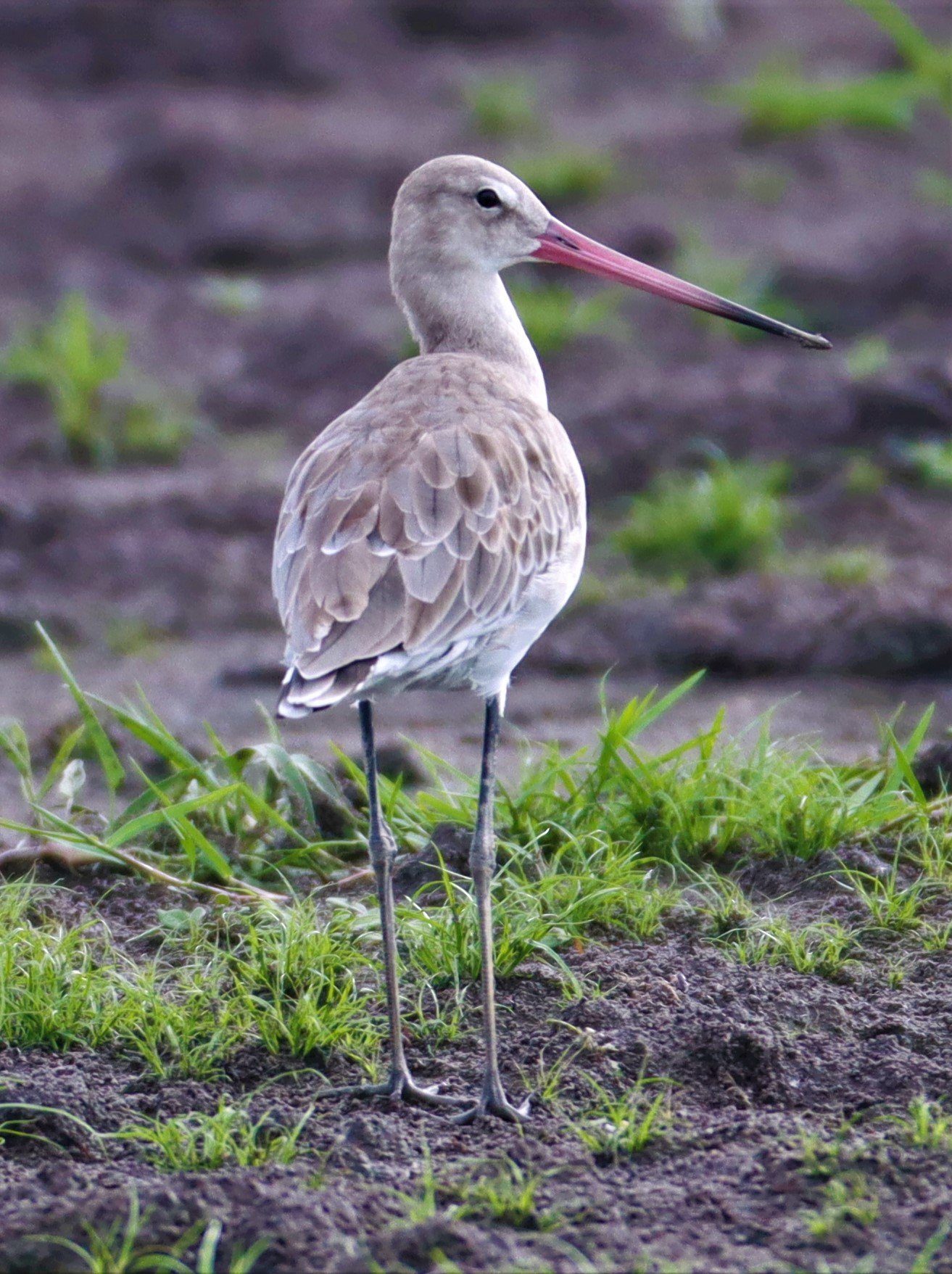 GODWIT - BLACK-TAILED GODWIT - Limosa limosa - BANG KHAEM NAKHON PATHOM (17).jpg