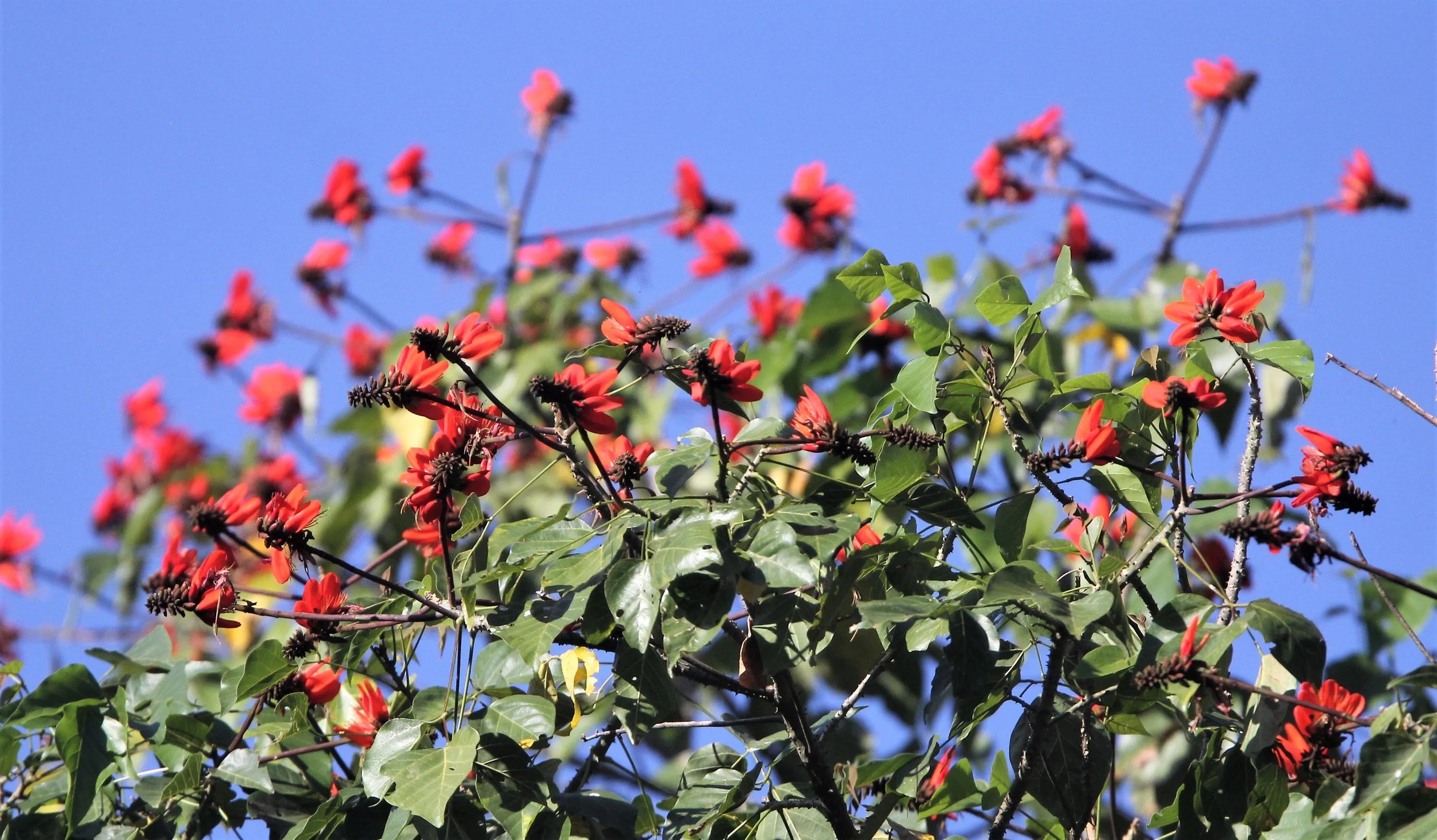Flame of the Forest (Butea monosperma) in the Mixed Deciduous Forest of Huai Khai Khaeng