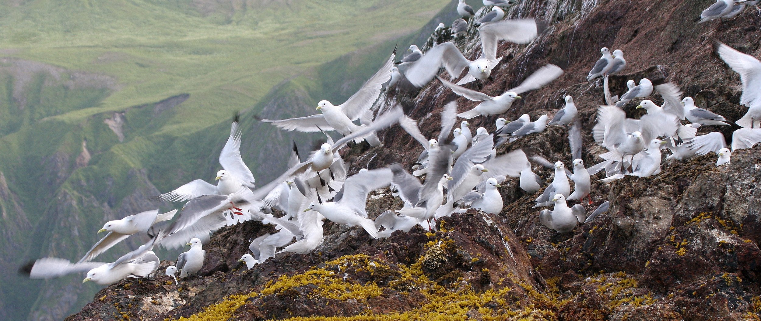 BIRD - KITTIWAKE - BLACK-LEGGED - ON COMMANDERS RUSSIA (6).jpg