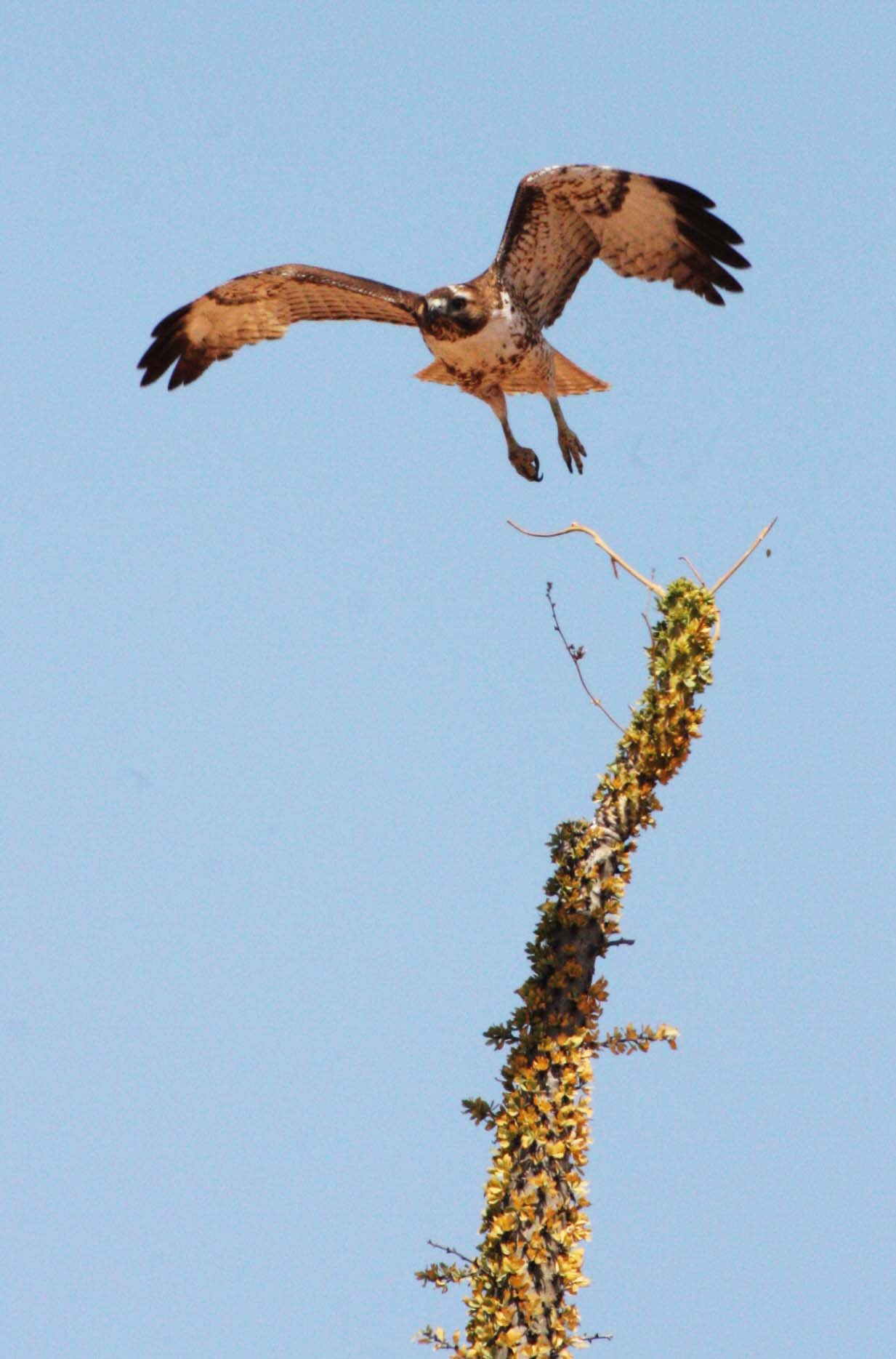 Buteo jamaicensis - RED-TAILED HAWK - WESTERN FORM LIGHT JUVENILE - DESIERTO BAHIA DE LOS ANGELES BAJA MEXICO (9).JPG