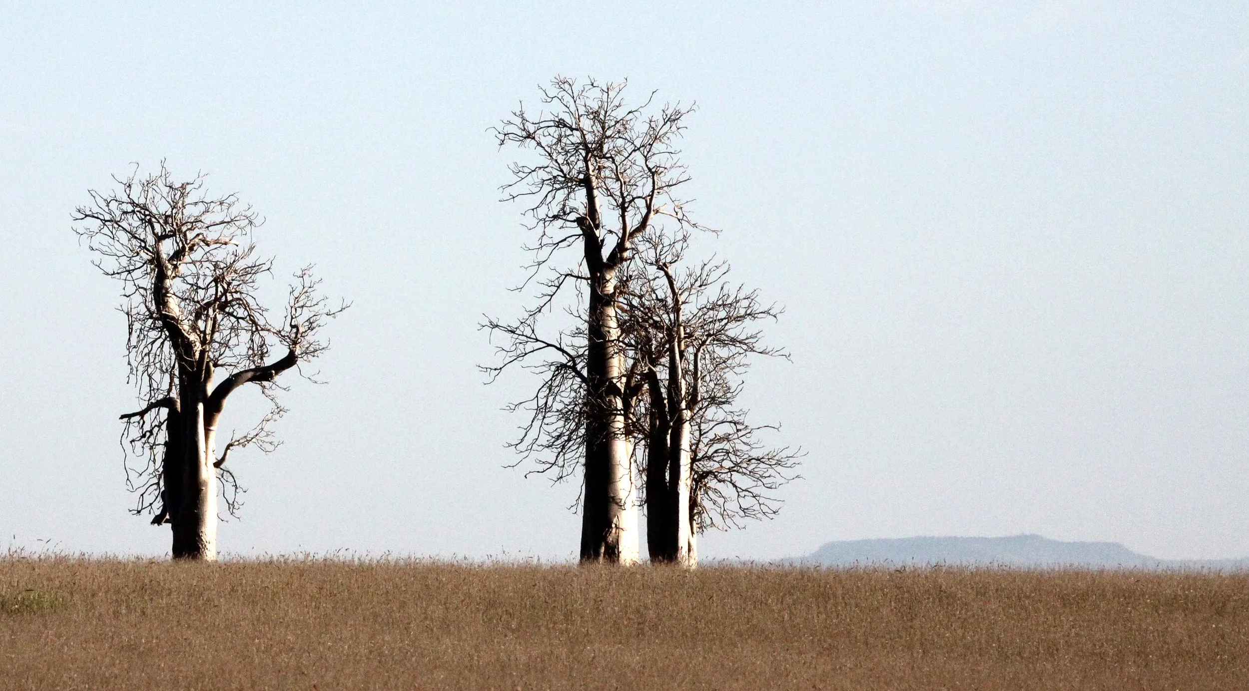 PLANT - MORINGA DROUHARDII - BERENTY RESERVE MADAGASCAR (4).JPG