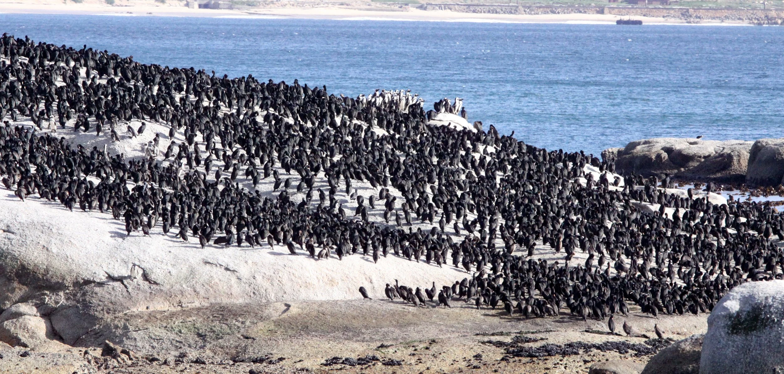 Jackass or African Penguin (Spheniscus demersus) with Cape Cormorant - Simon's Town Rookery South Africa (5).JPG
