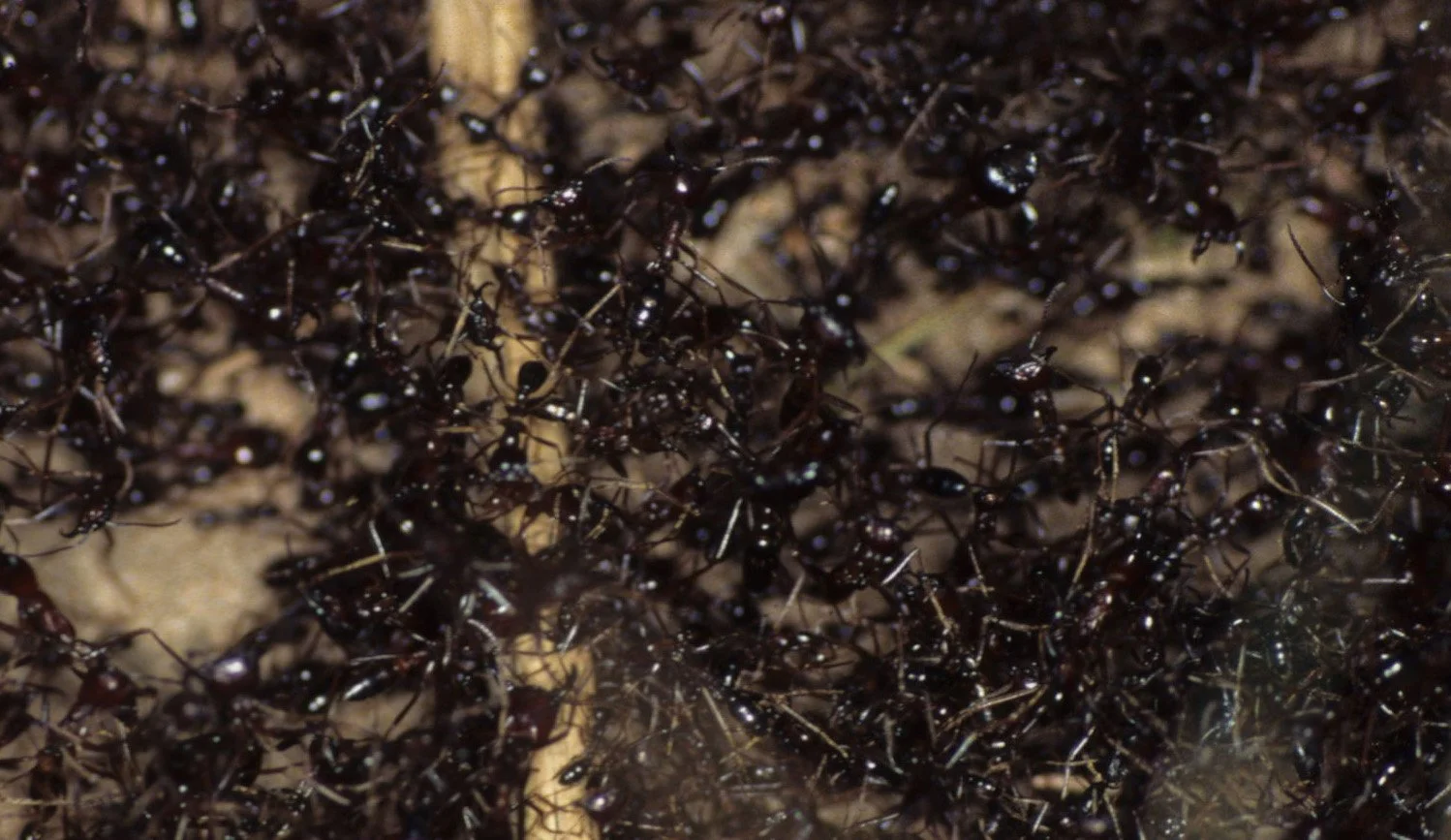INVERTS - HYMENOPTERA - ARMY ANTS - UGANDA A (6).jpg