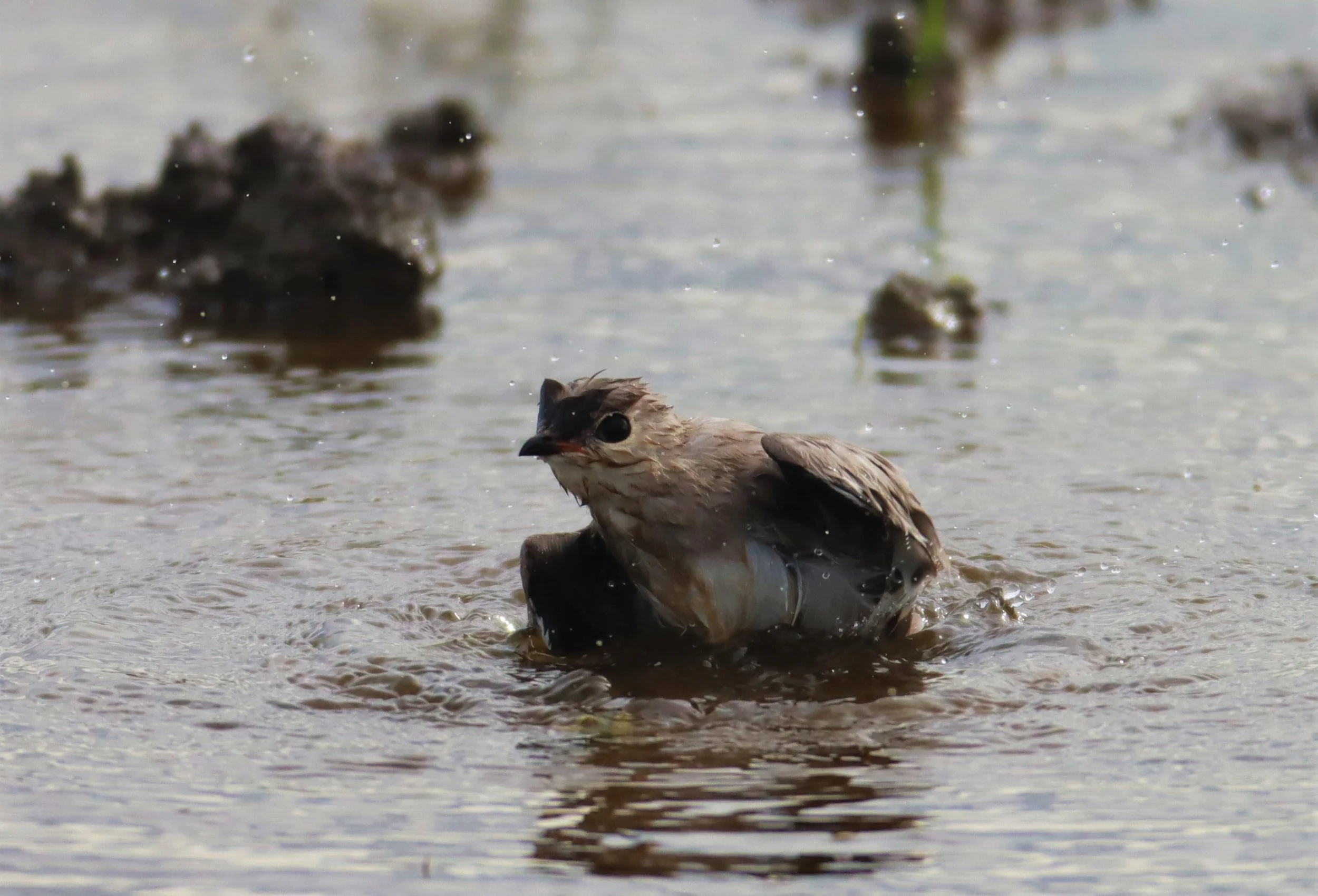 PRATINCOLE - SMALL PRATINCOLE - Glareola lactea - BANG KHAEM NAKHON PATHOM (6).jpg