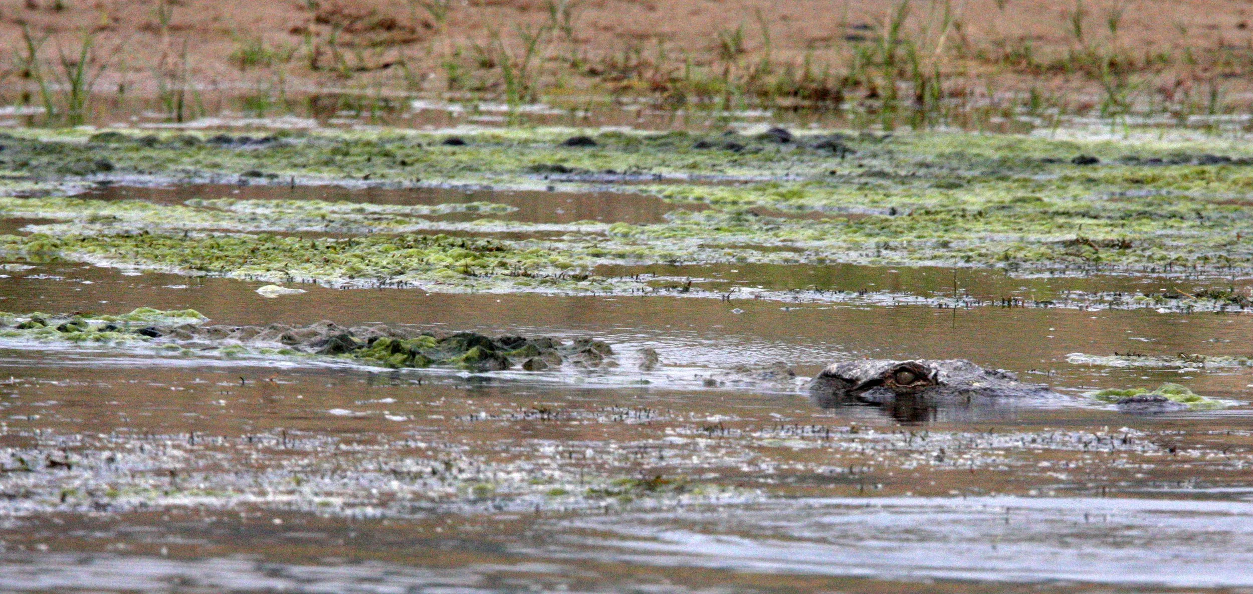 Crocodylus palustris - MARSH OR MUGGER CROCODILE - CHAMBAL RIVER SANCTUARY INDIA (66).JPG