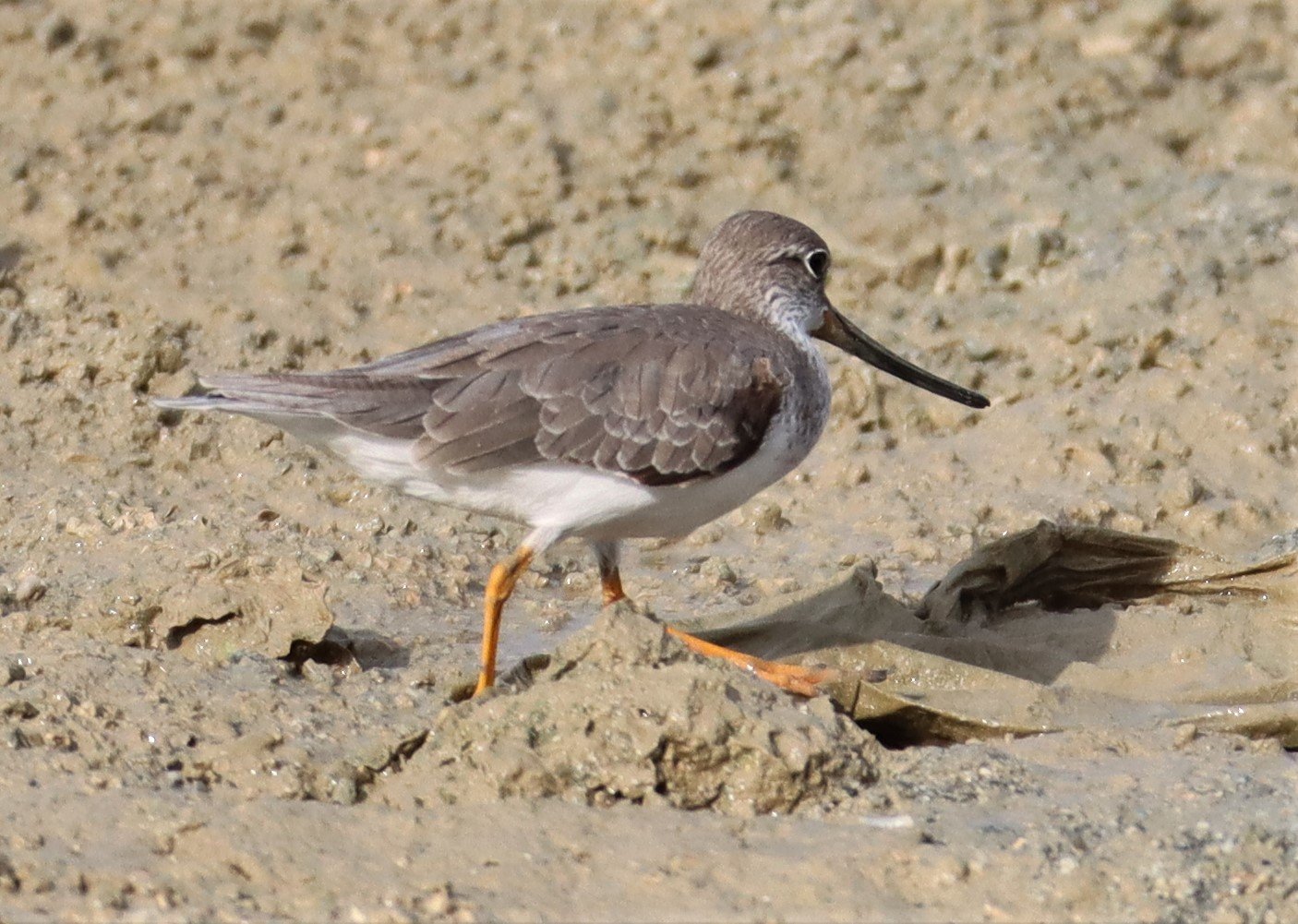 SANDPIPER - TEREK SANDPIPER - Xenus cinereus - LAEM PAKARAM PHANG NGA 2021 (5).jpg