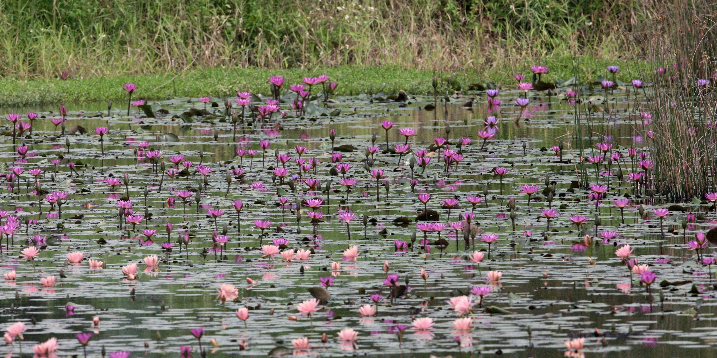 MAI PO WETLANDS HONG KONG (4).JPG