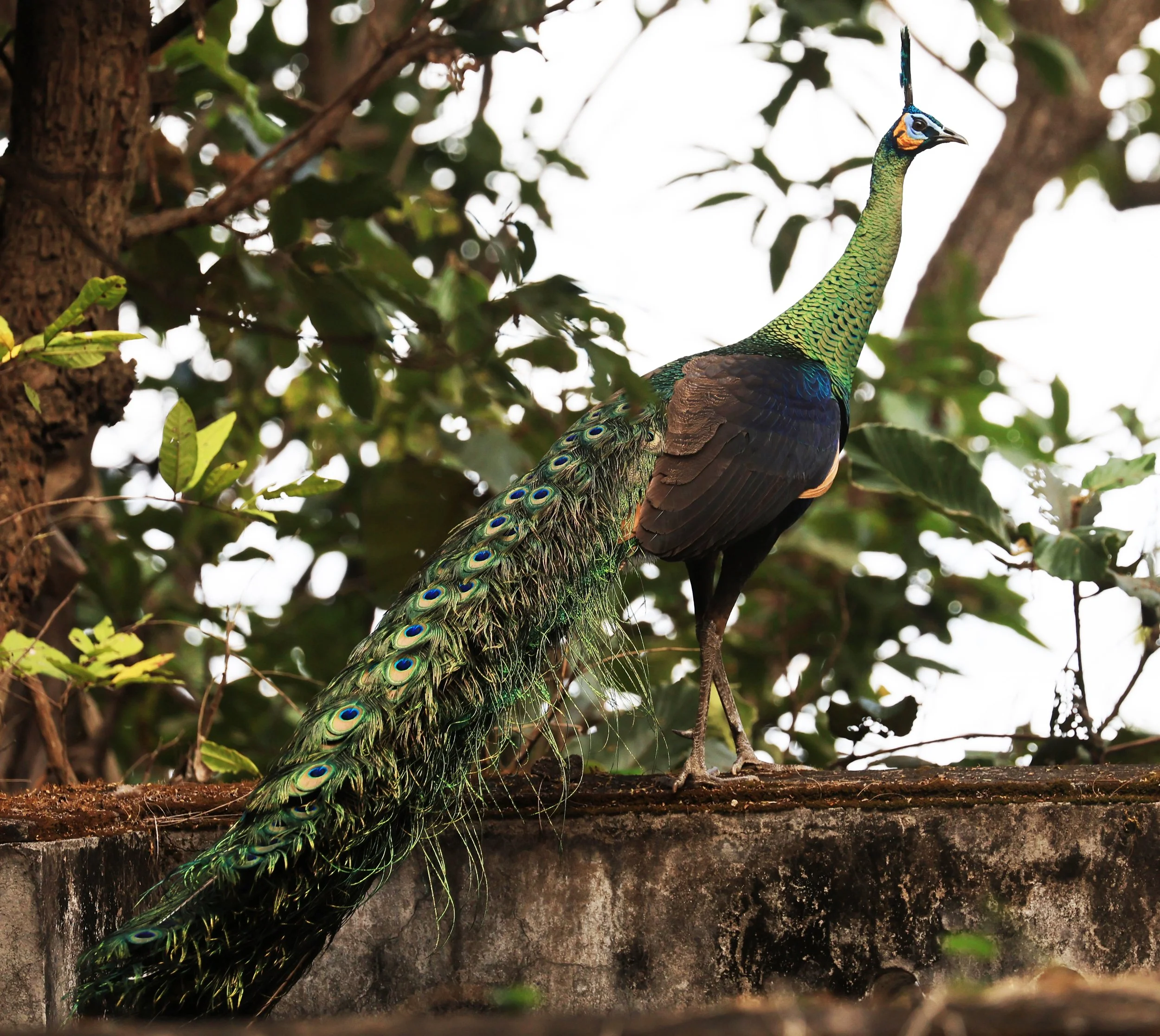 Green Peafowl (Pavo muticus) Doi Butsarakham Phayao Province (16).jpg