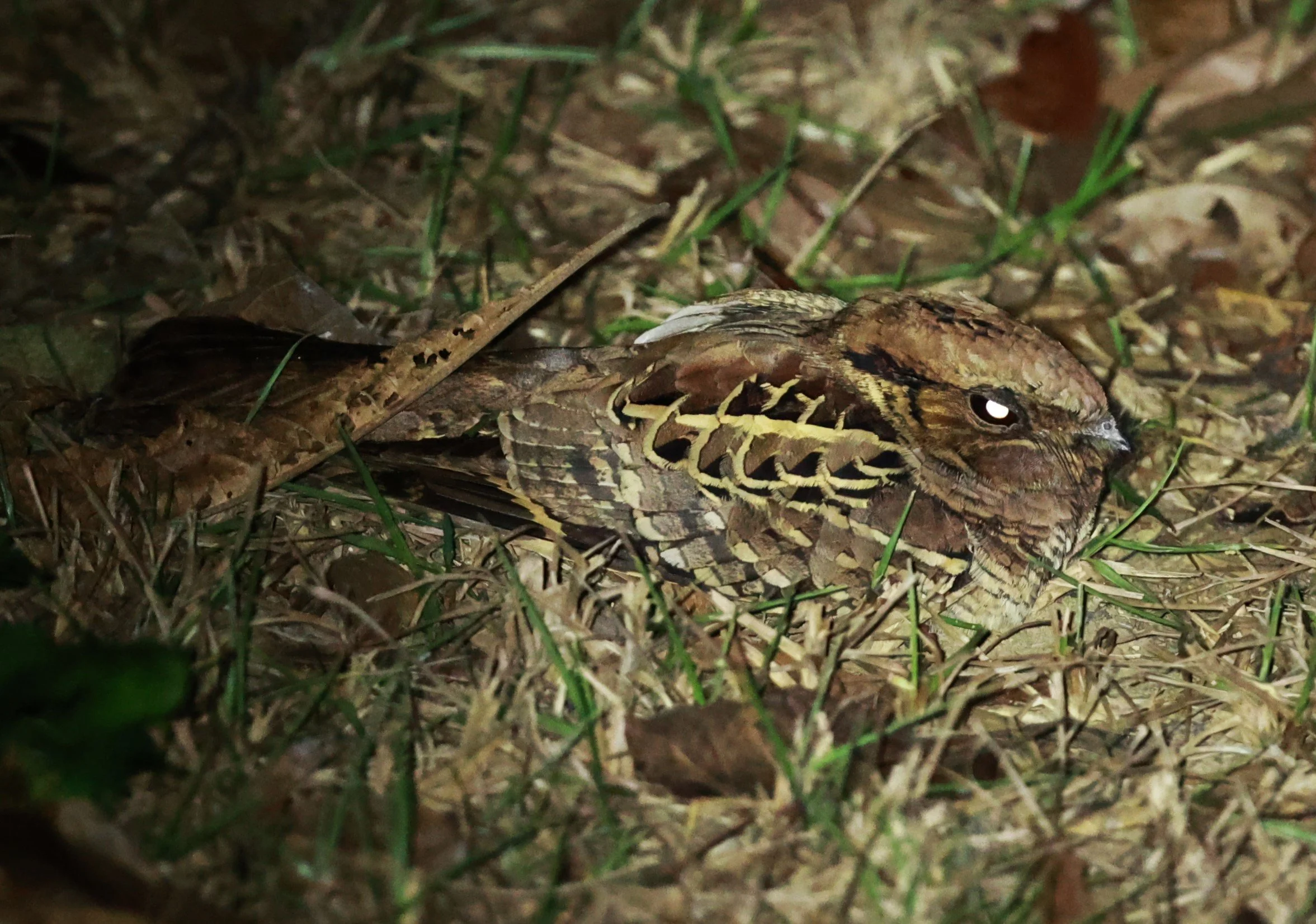 Pauraque - Nyctidromus albicollis - Rio Doce State Park, Minas Gerais, Brazil (2).JPG