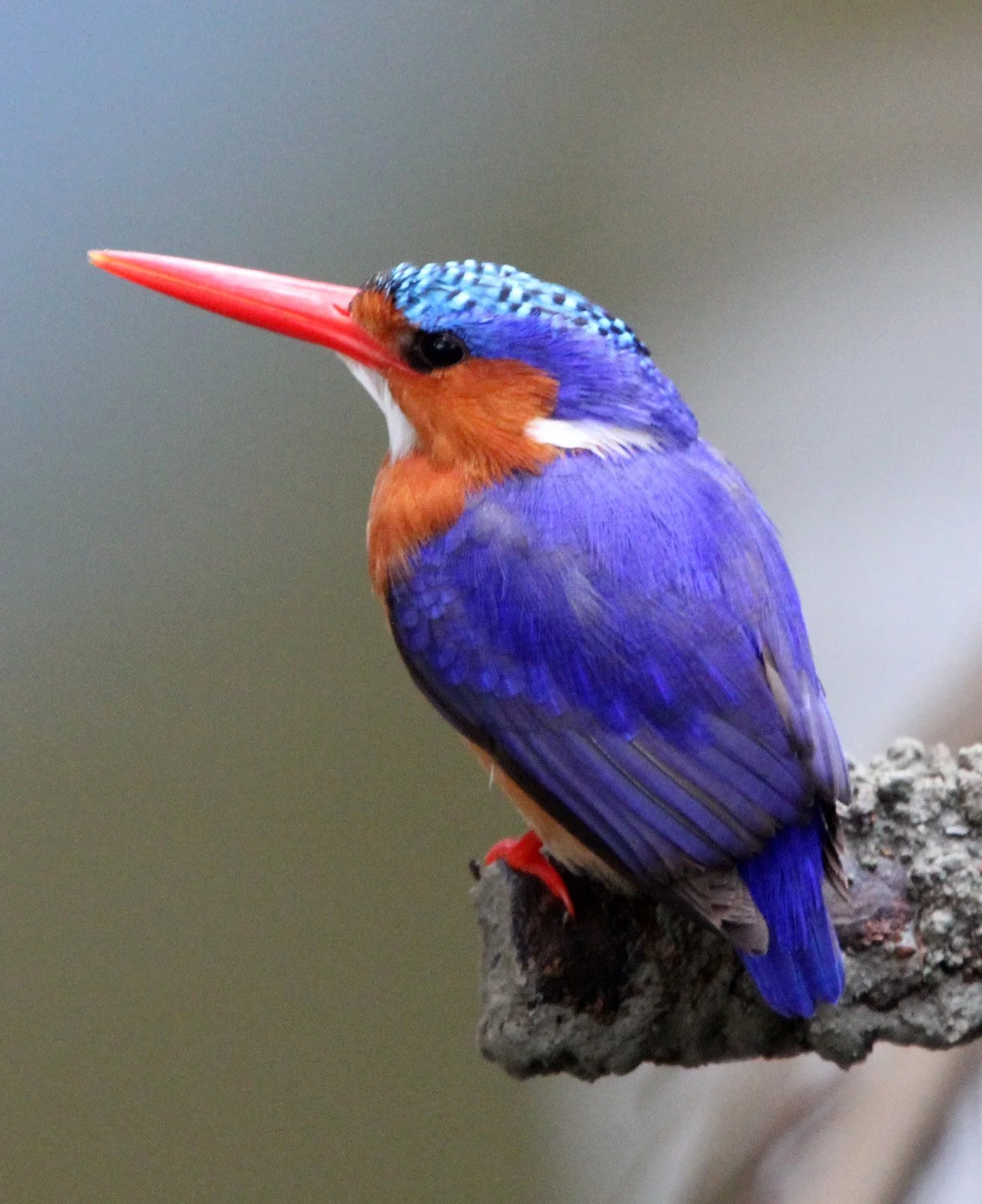 Corythornis cristatus - MALACHITE KINGFISHER - LAKE AWASSA ETHIOPIA (11).JPG