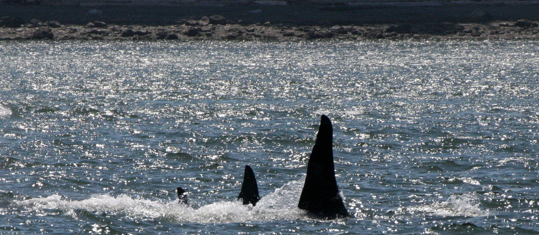 Orcinus orca - SOUTHERN RESIDENT KILLER WHALES (ORCA) - J POD IN ROSARIO STRAIT SAN JUAN ISLANDS WA (92).JPG
