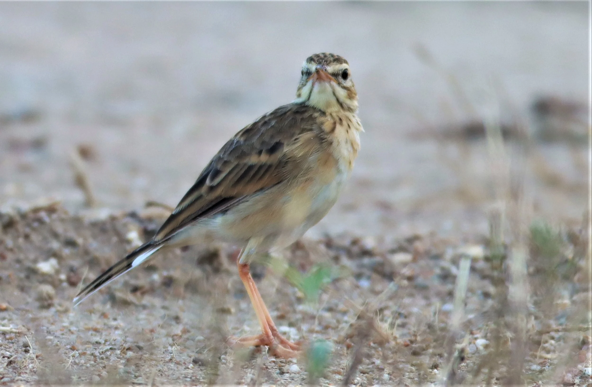 Paddyfield Pipit (Anthus rufulus) PRACHUAP KHIRI KHAN AREA (4).jpg