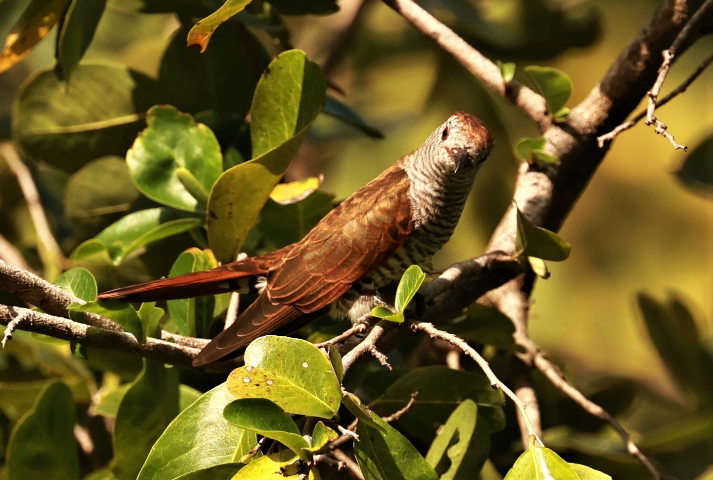 Violet Cuckoo (Chrysococcyx xanthorhynchus) Rama IX Park Bangkok (43).jpg
