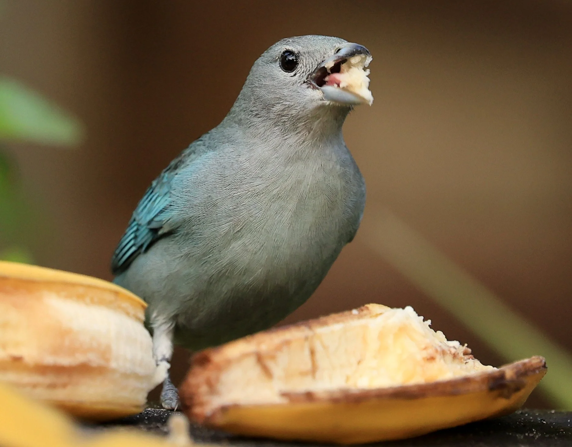 Sayaca tanager (Thraupis sayaca) Superagui National Park, Brazil