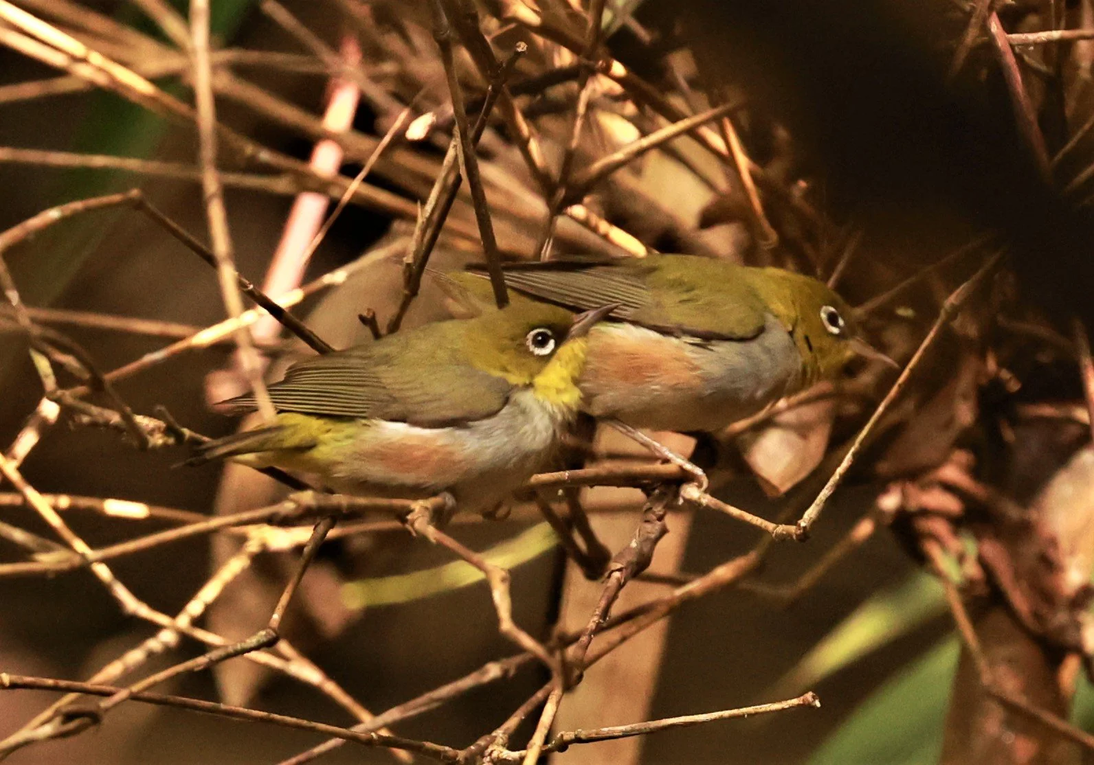 Chestnut-flanked White-eye (Zosterops erythropleurus) Phu Suan Sai NP, Loei Province Thailand (3).jpg