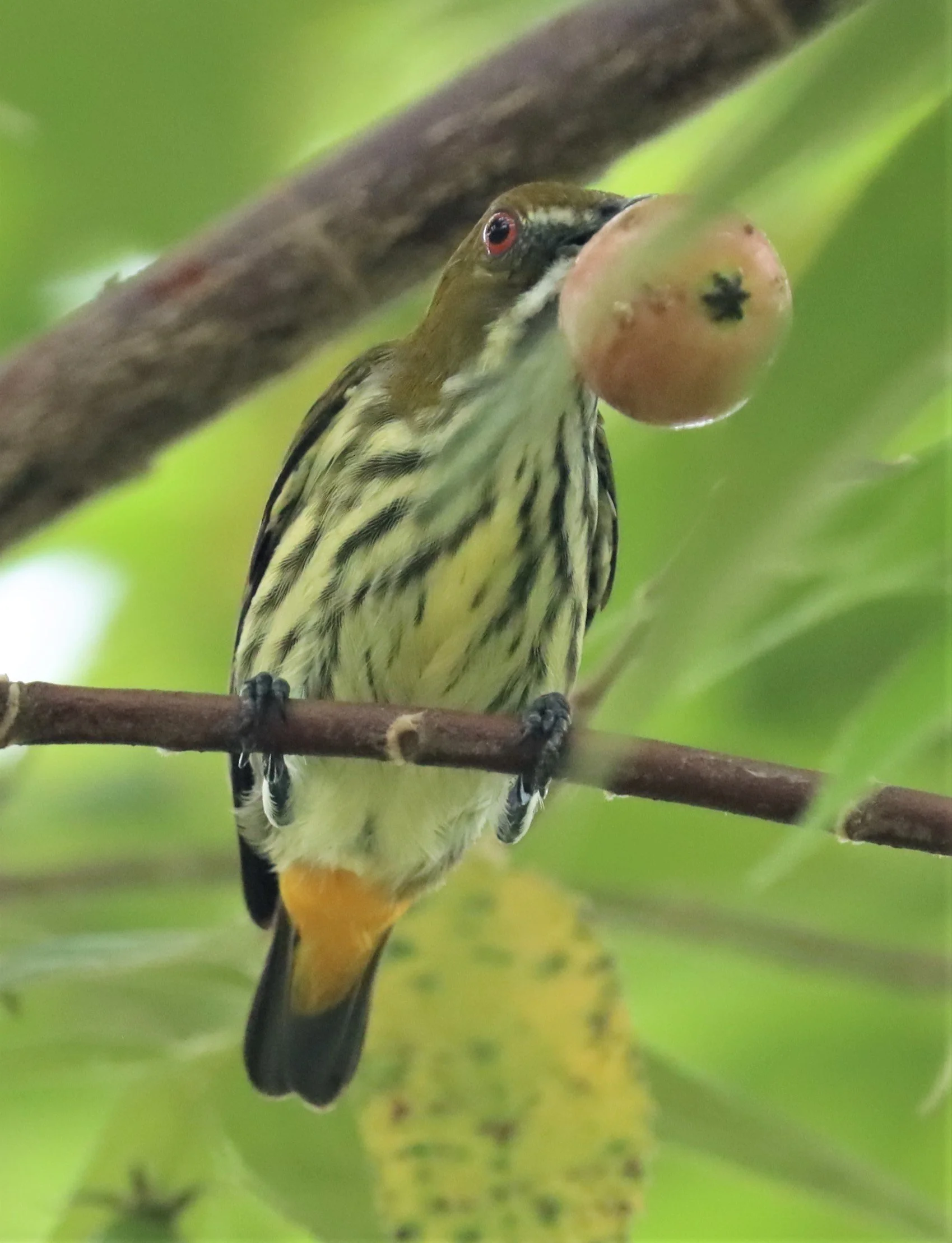 FLOWERPECKER - YELLOW-VENTED FLOWERPECKER - Dicaeum chrysorrheum - BAAN MAKA - IMAGE BY GIFT  (27).jpg