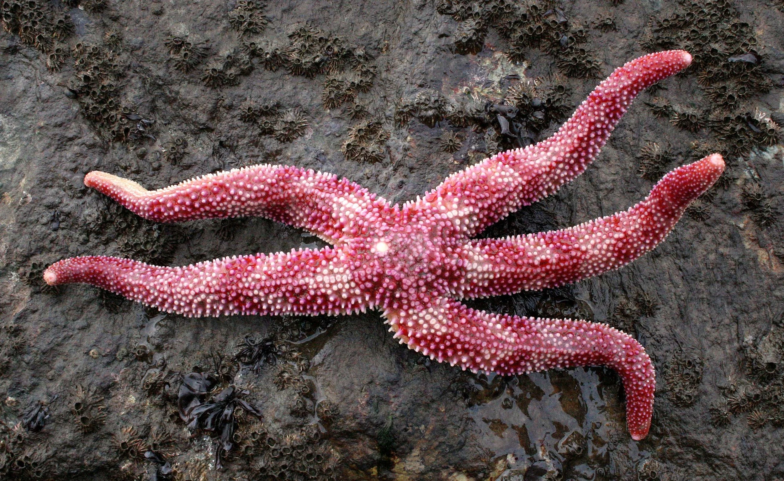 INVERTS - INTERTIDAL - ECHINODERM - SEA STAR - RED AND WHITE STRIPED - LAKE FARMS WA (2).JPG
