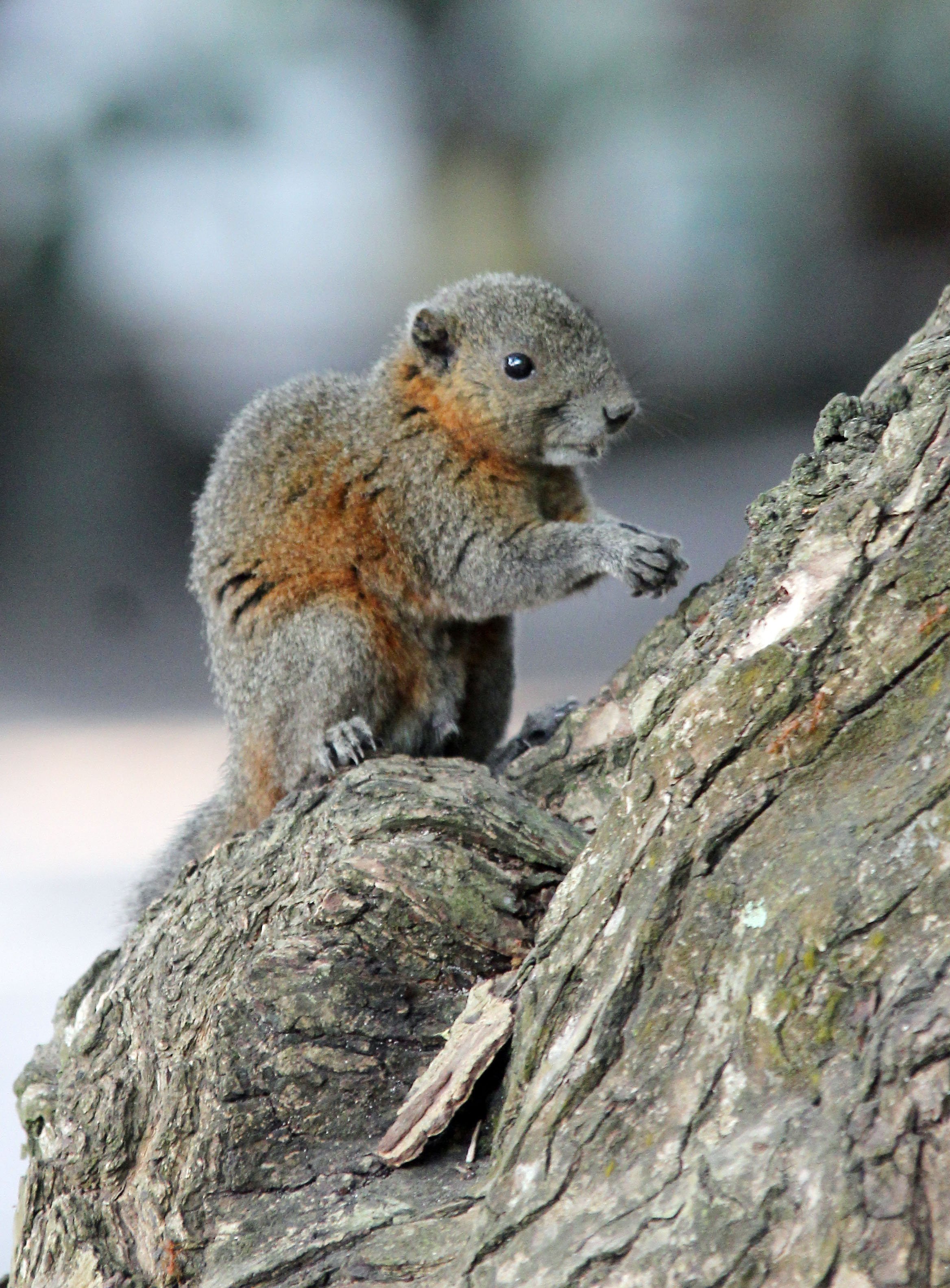 Callosciurus caniceps - ISLAND GREY-BELLIED SQUIRREL -SIMILAN ISLANDS FEB 8-13, 2015 THAILAND (297).JPG