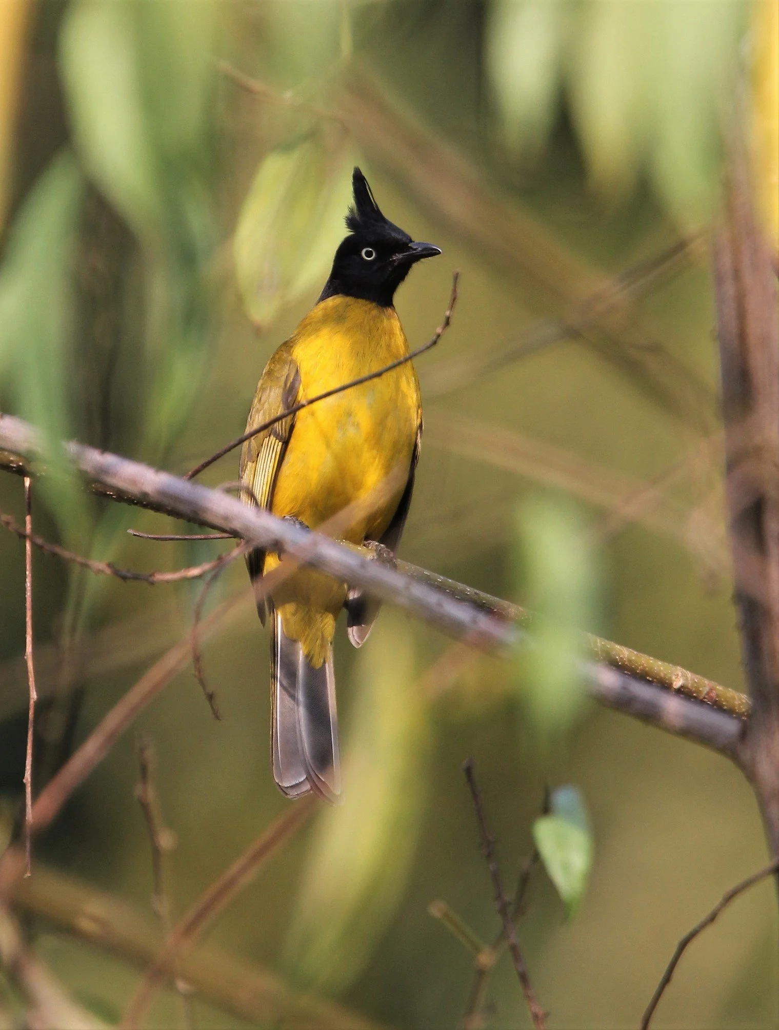 BULBUL - BLACK-CRESTED BULBUL - Pycnonotus melanicterus - KAENG KRACHAN NP THAILAND (51).jpg