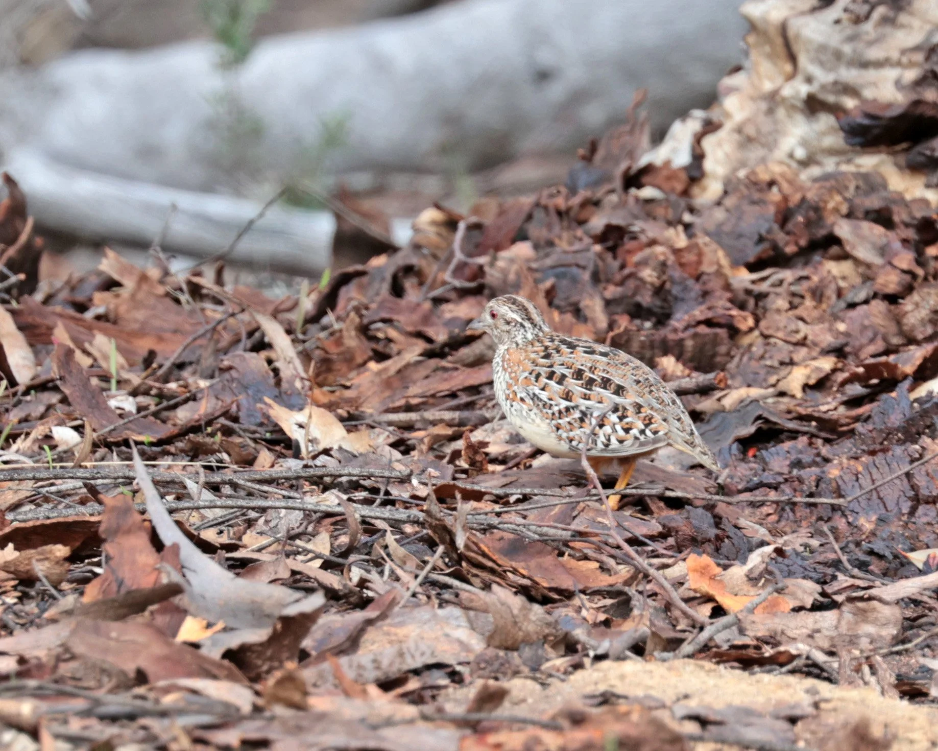 Small Buttonquail (Turnix sylvaticus) Dryandra - Western Australia (7).jpg