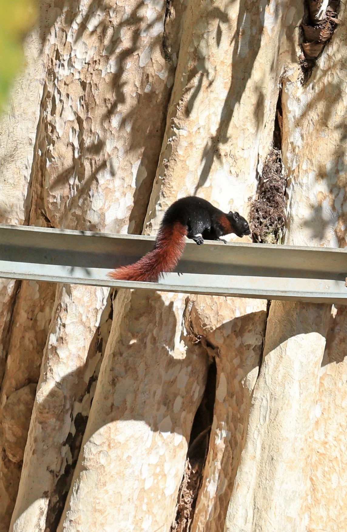 Variable Squirrel (Callosciurus finlaysonii ferrugineus) Kong Lor Cave (Tham Kong Lo), Khammouane Province, Laos (19).jpg