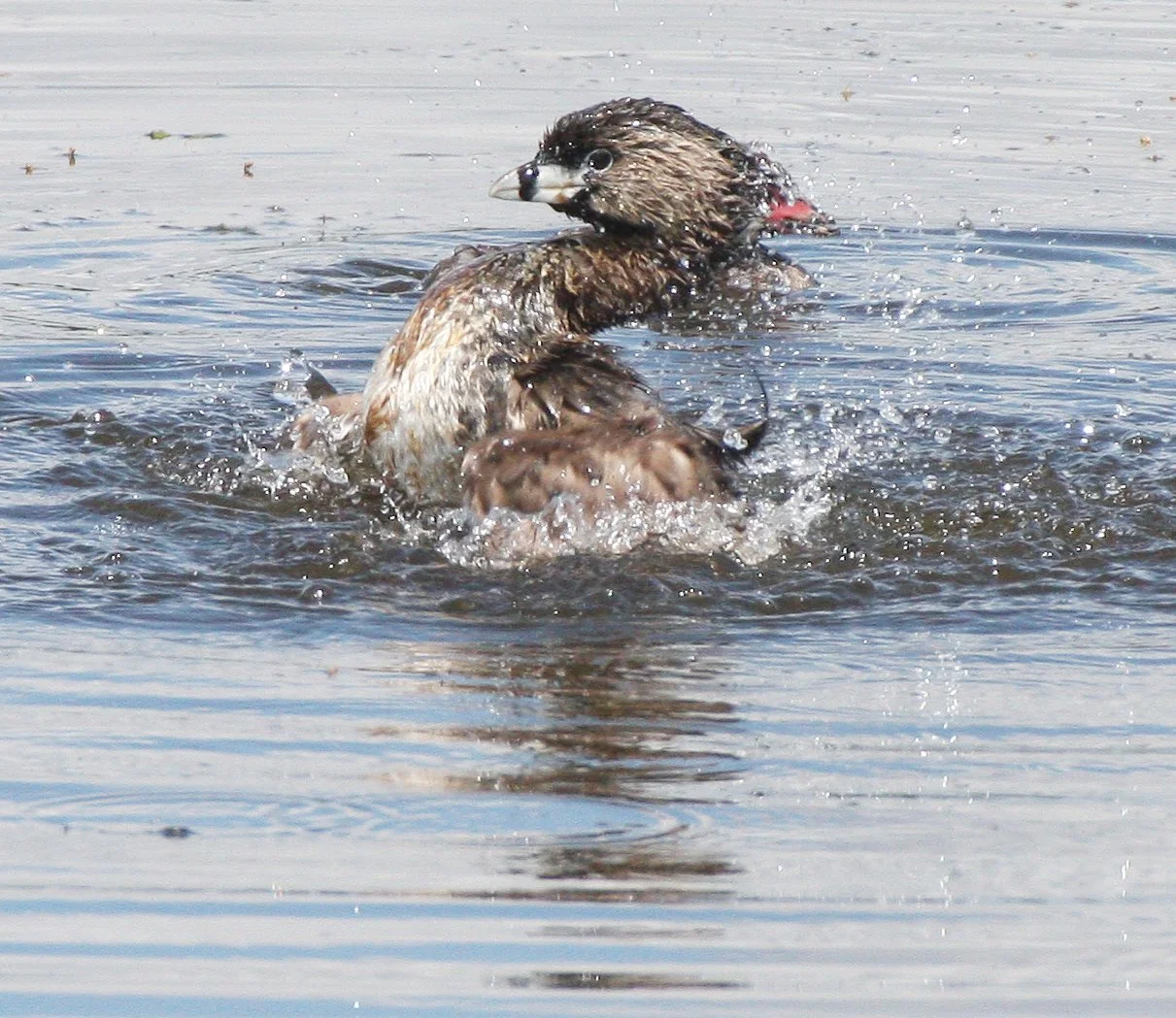 Pied-billed Grebe (Podilymbus podiceps) Ridgefield NWR Washington (66).JPG