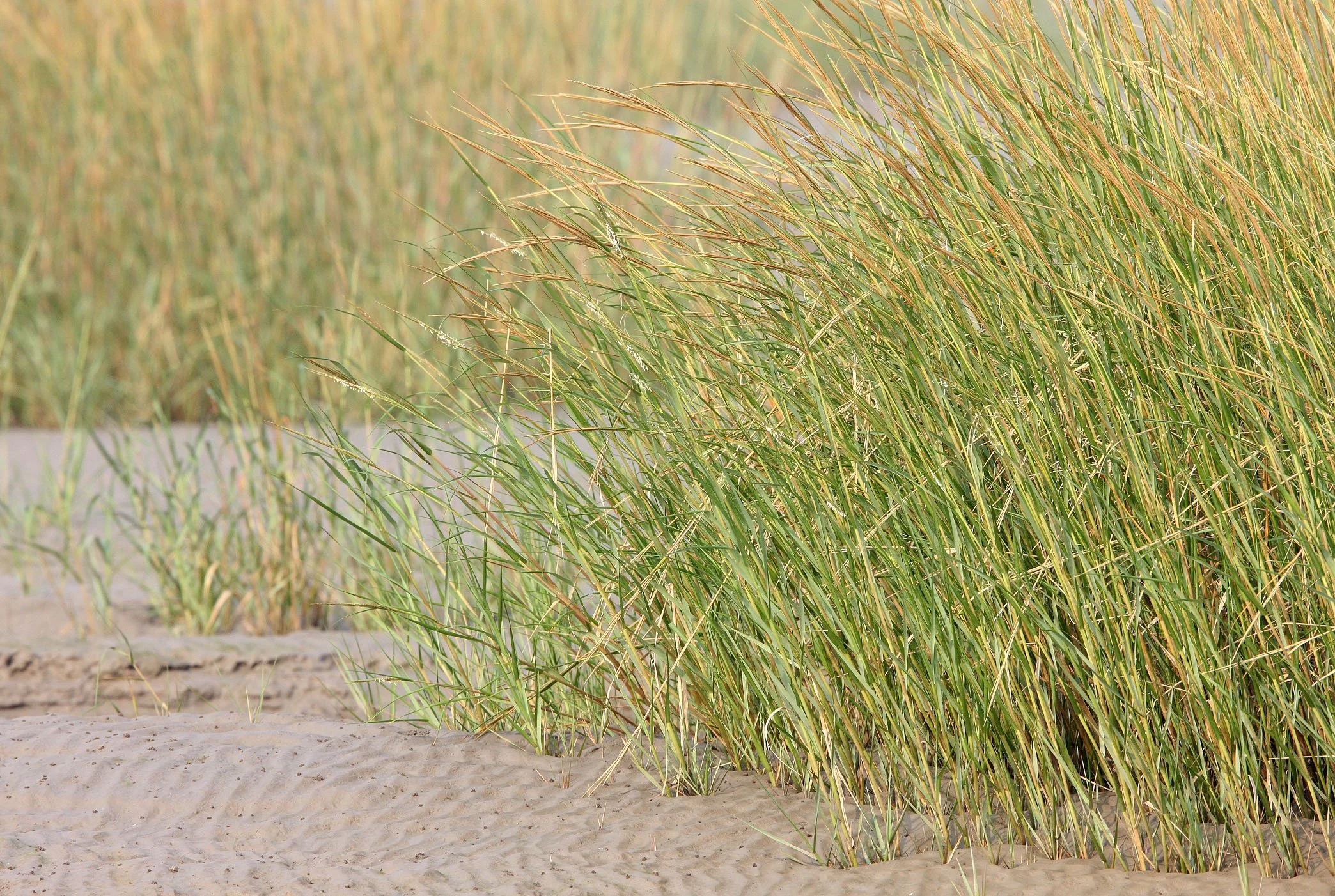 POMACEAE - SPARTINA GRASS -  NANKOU, RUDONG, CHINA.JPG