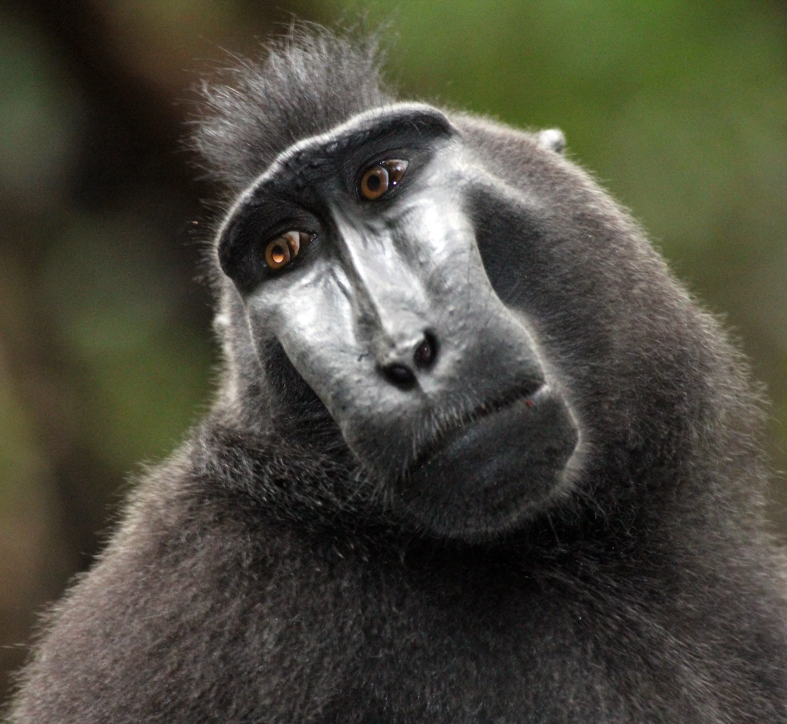 CERCOPITHECIDAE - Macaca nigra - SULAWESI BLACK-CRESTED MACAQUE - RAMBO 2 GROUP - TANGKOKO NATIONAL PARK SULAWESI INDONESIA (201).JPG