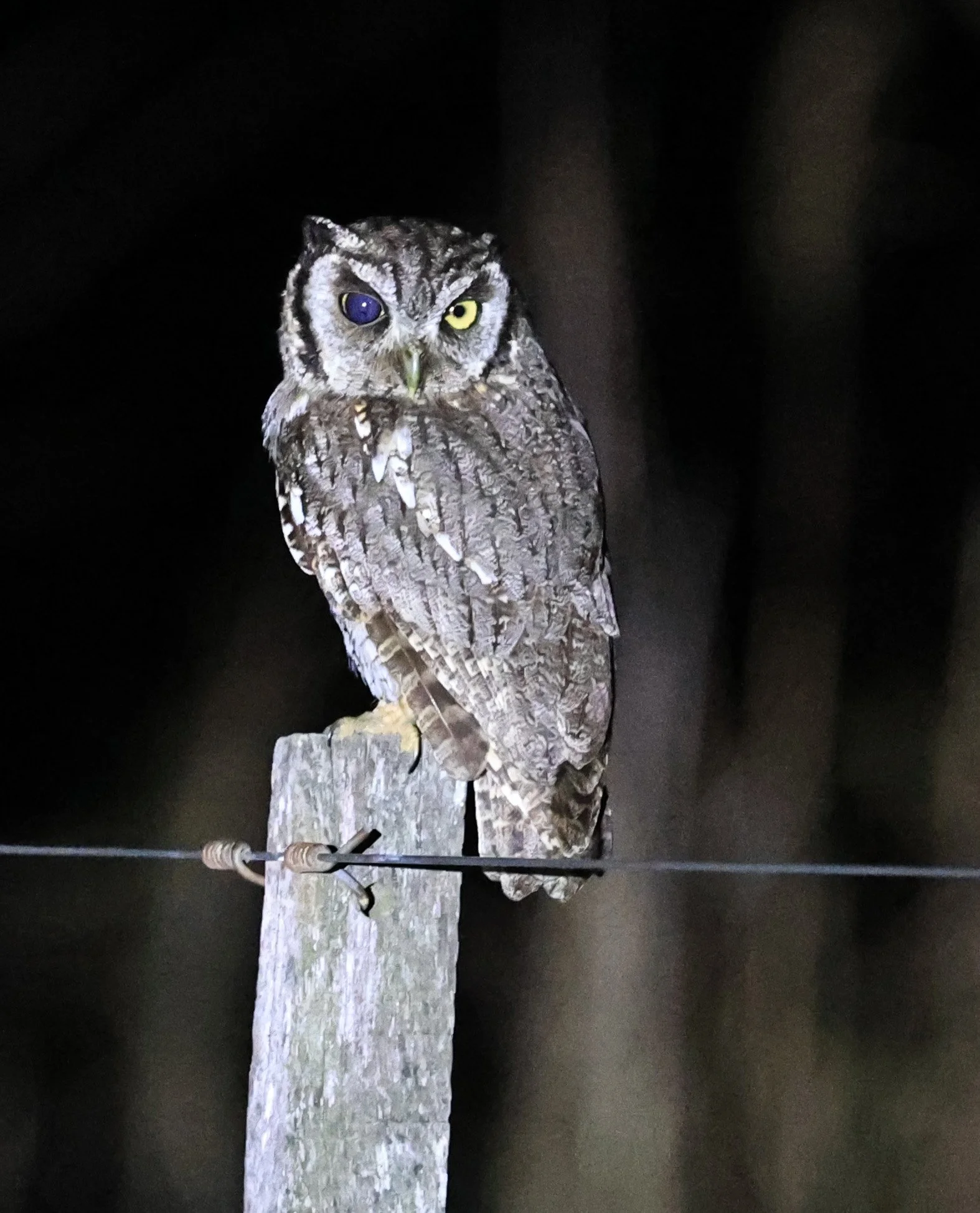 Tropical Screech-Owl (Megascops choliba) Hotel Campestre Iparoma Paraguay (3).jpg