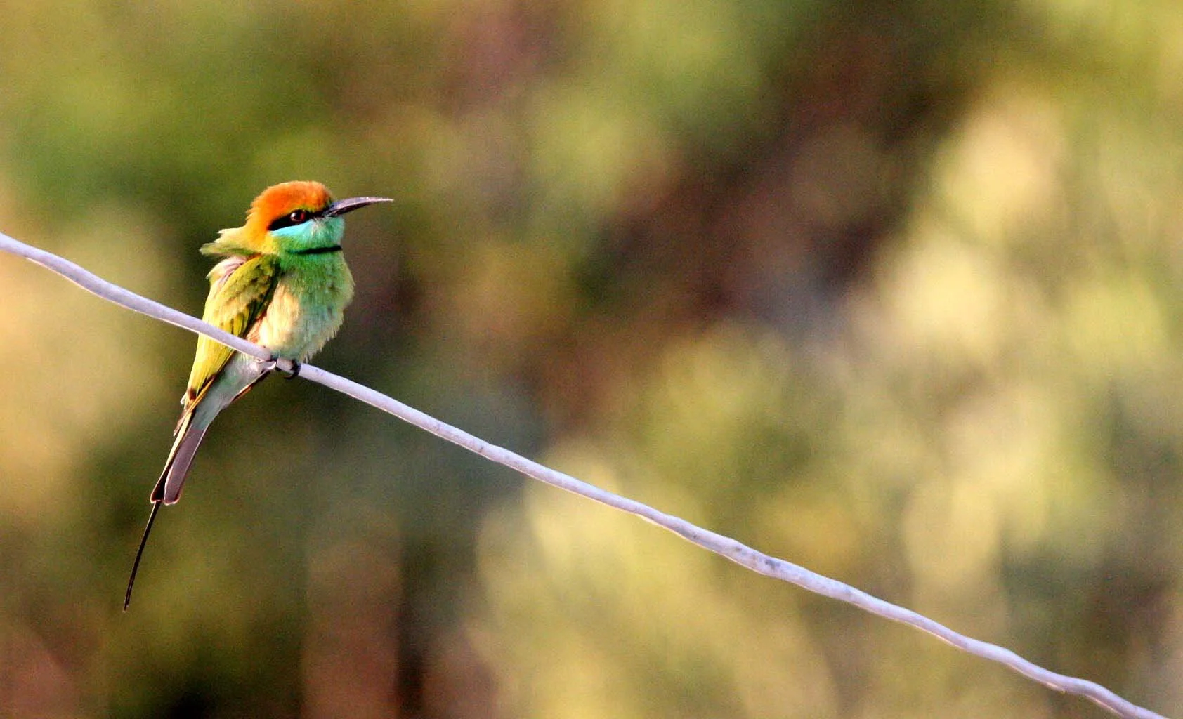 BEE-EATER - GREEN BEE-EATER - Merops orientalis - KHAO SAM ROI YOT THAILAND (15).JPG