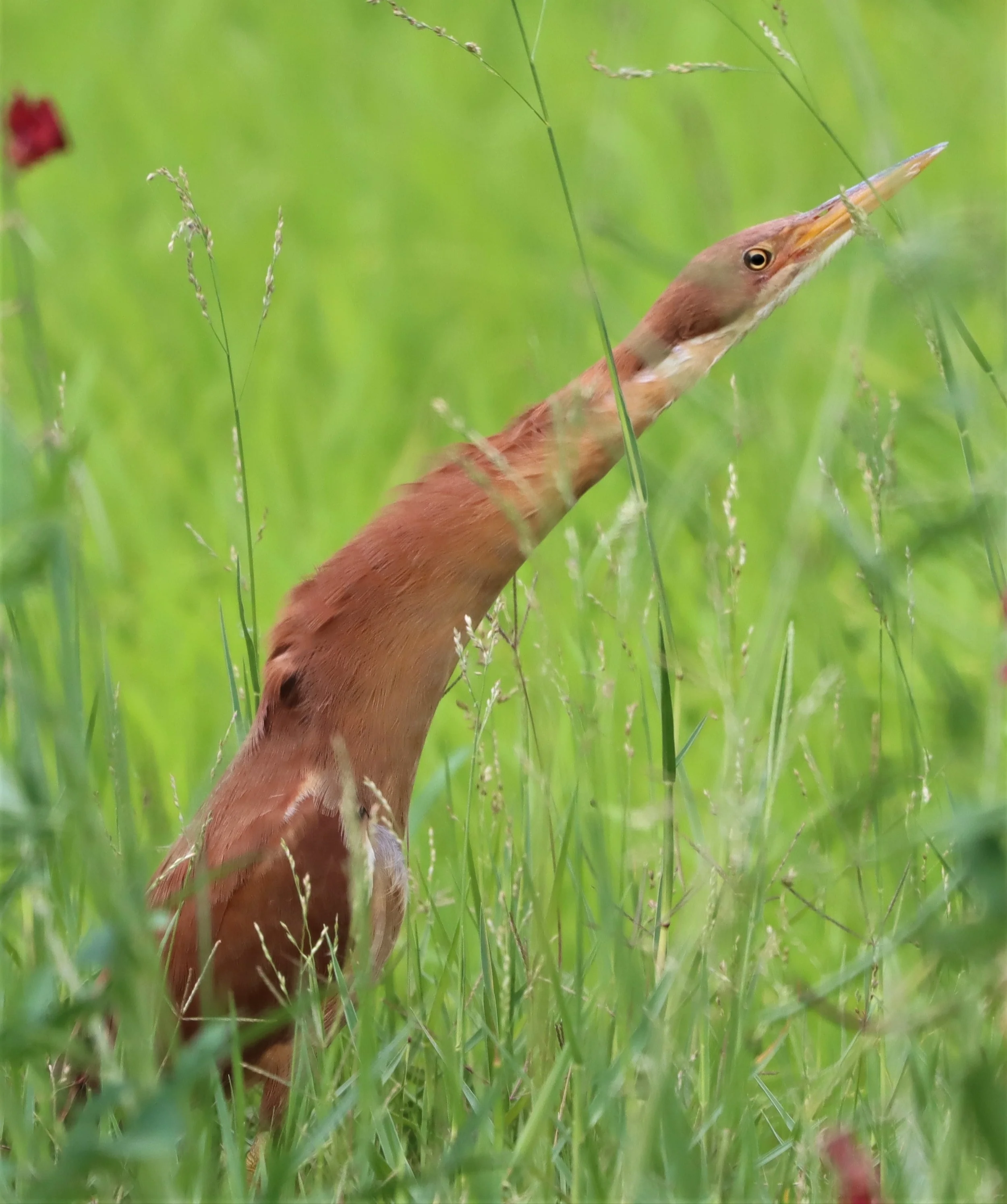 BITTERN - CINNAMON BITTERN (CHESTNUT BITTERN) - Ixobrychus cinnamomeus - BURIRAM HUAI CHORAKHE MAK (95).jpg