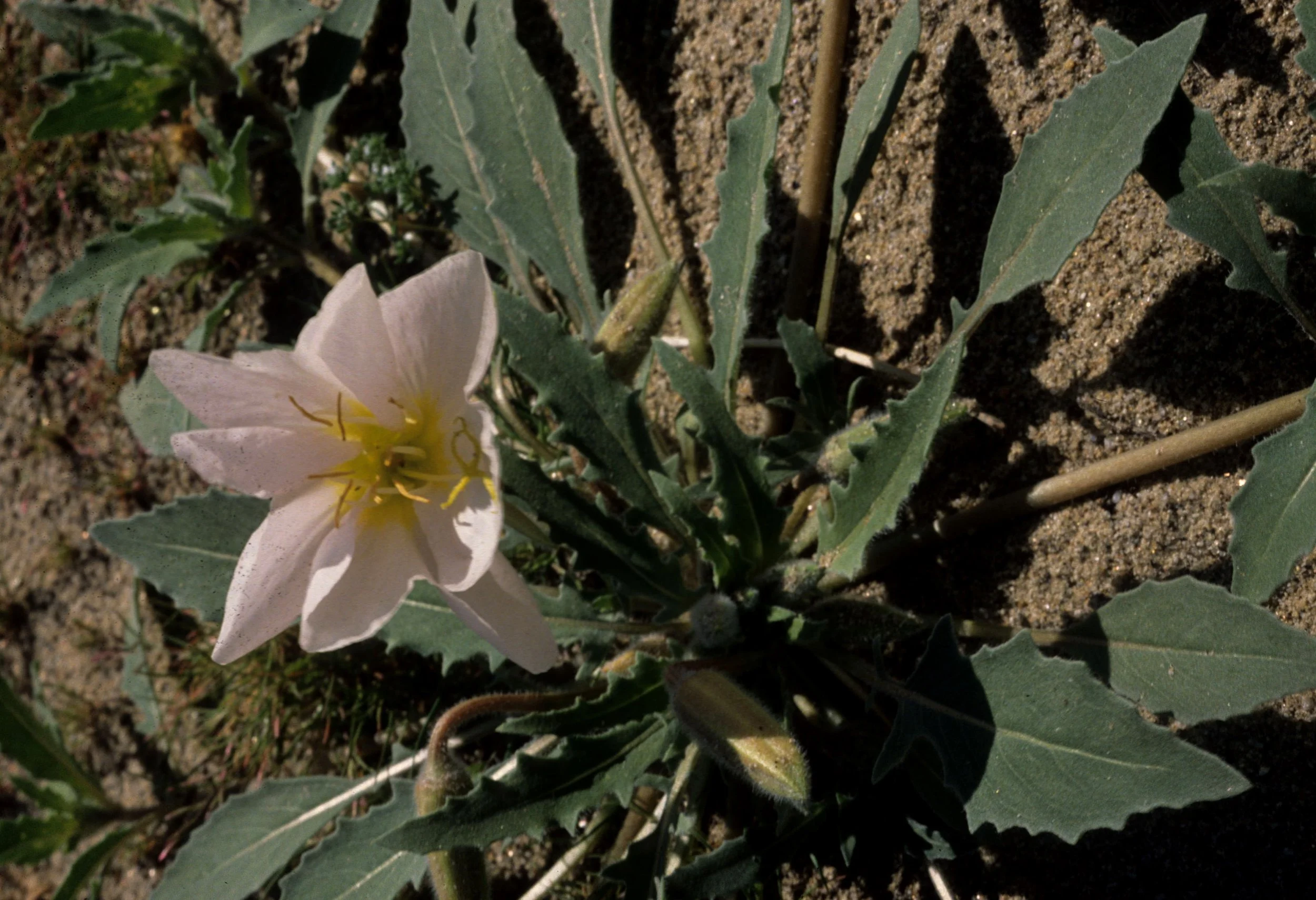 ANZA BORREGO - ONAGRACEAE - OENOTHERA DELTOIDES - DUNE PRIMROSE.jpg