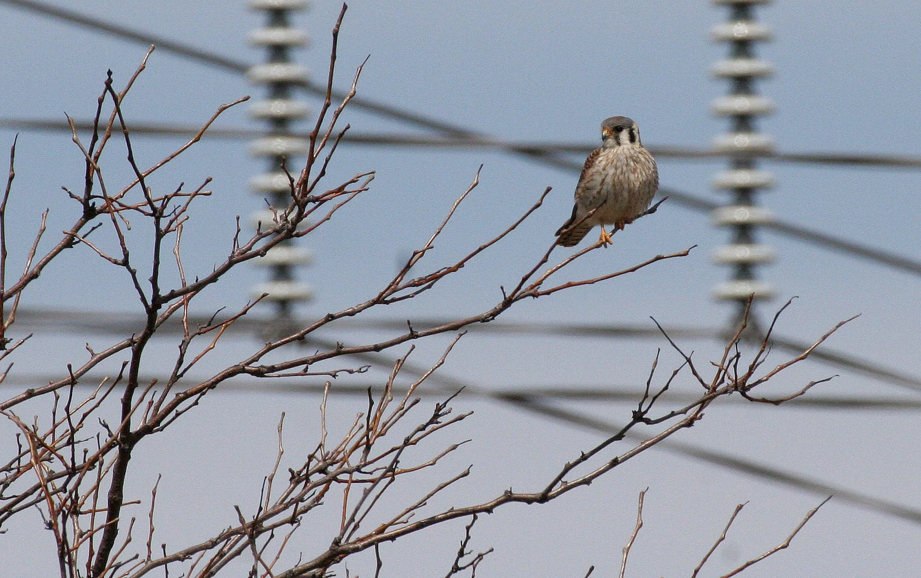 BIRD - AMERICAN KESTREL - SPRINGBROOK FOREST PRESERVE ILLINOIS (5).JPG