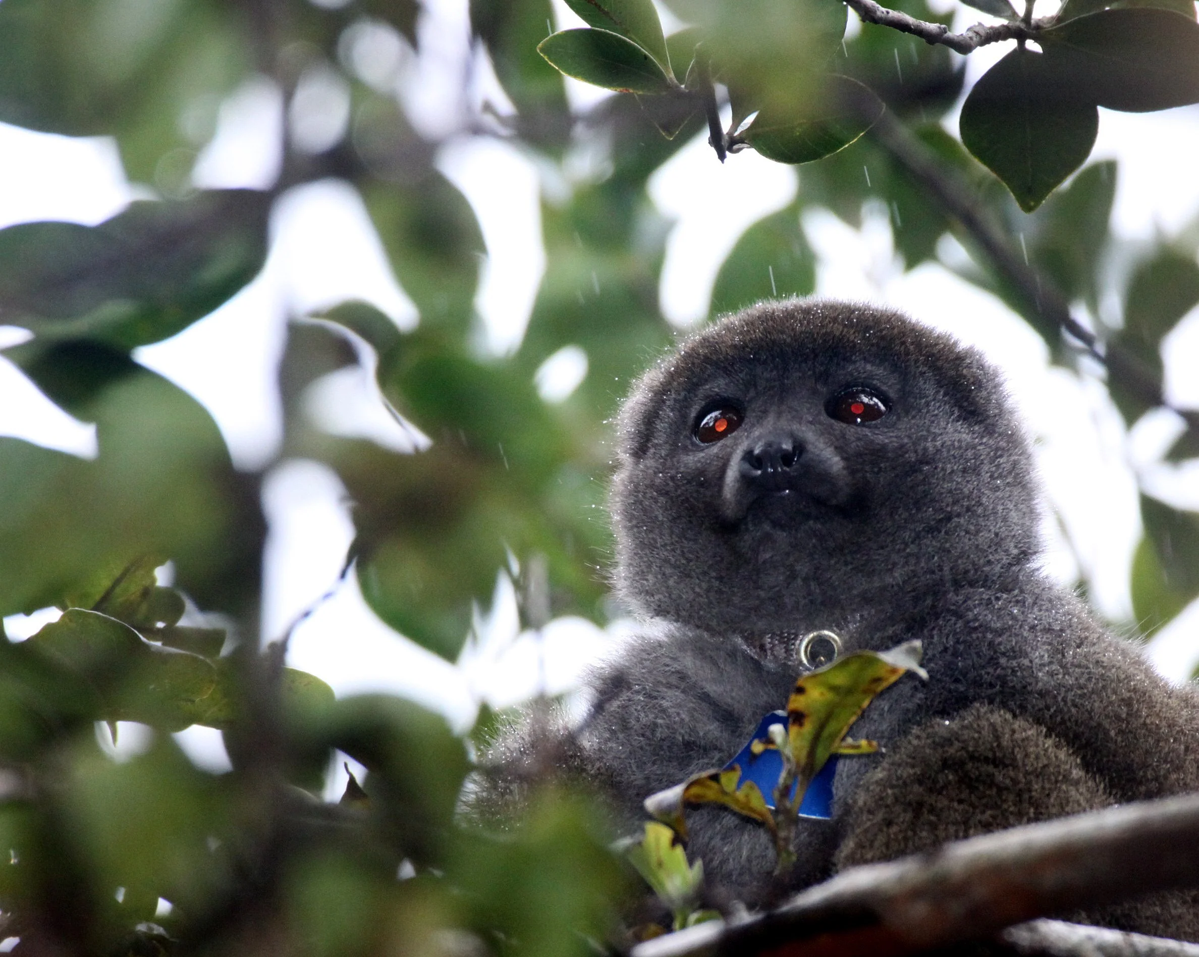 LEMURIDAE - Hapalemur griseus ranomafanensis - EASTERN GREY BAMBOO LEMUR - RANOMAFANA NATIONAL PARK MADGASCAR (28).JPG