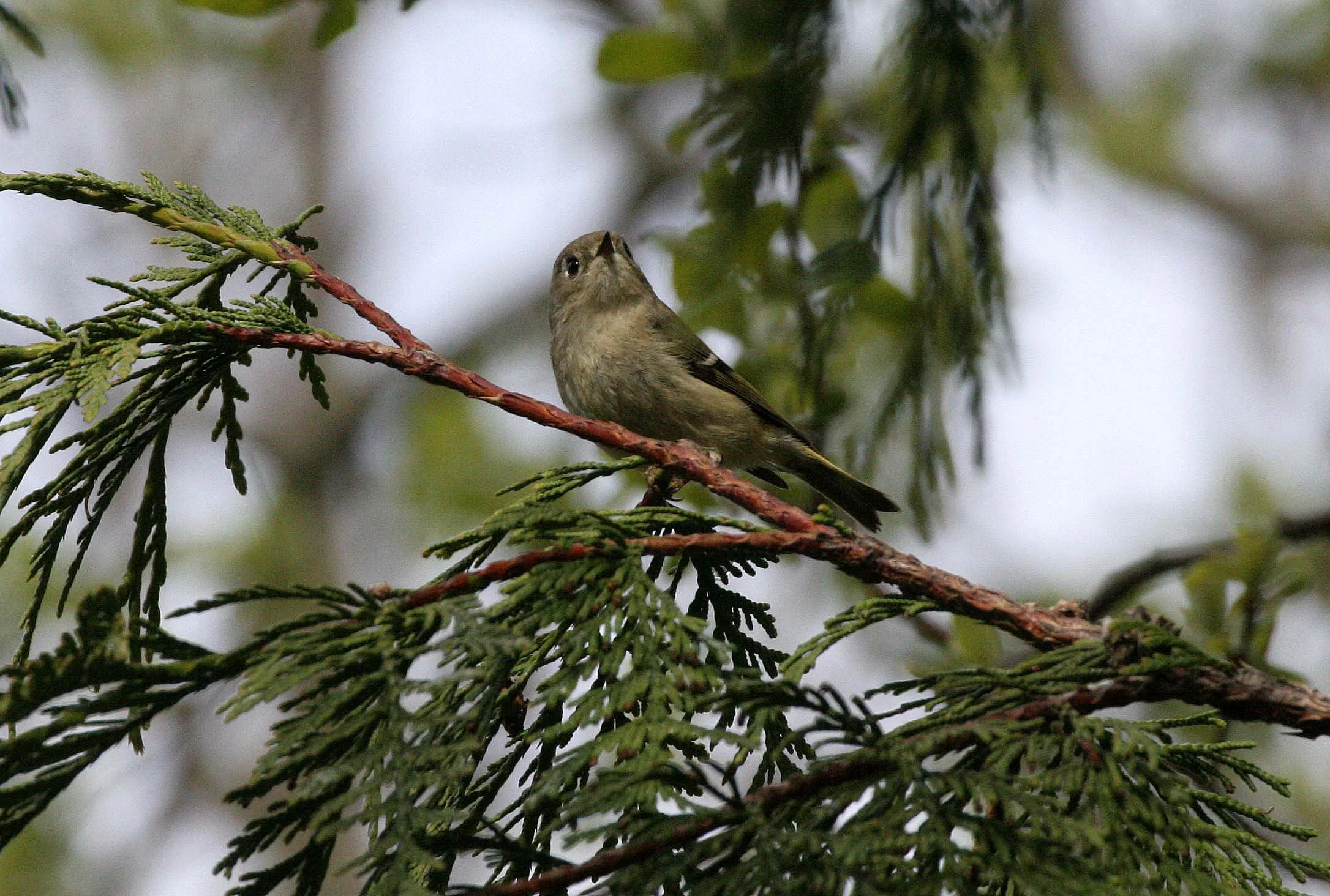 Hutton's Vireo (Vireo huttoni) Lake Farm Olympic Peninsula Washington (15).JPG