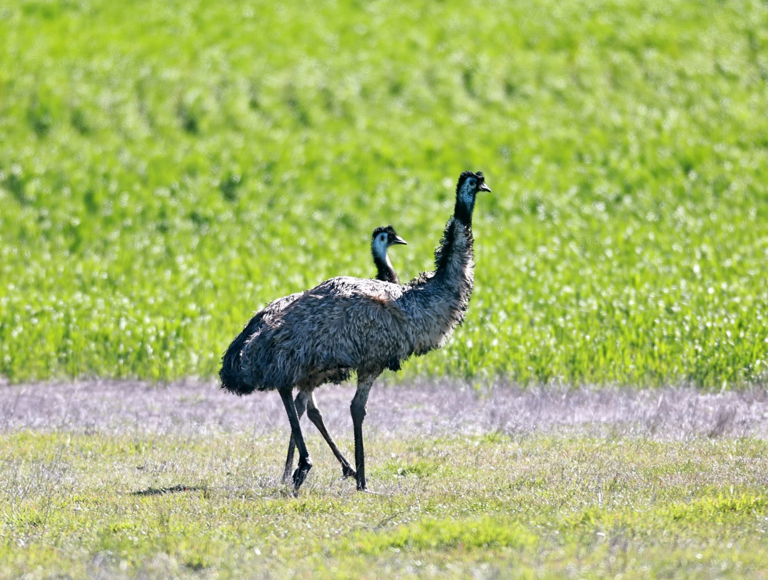 Emu (Dromaius novaehollandiae) Stirling Range NP - Western Australia (5).jpg