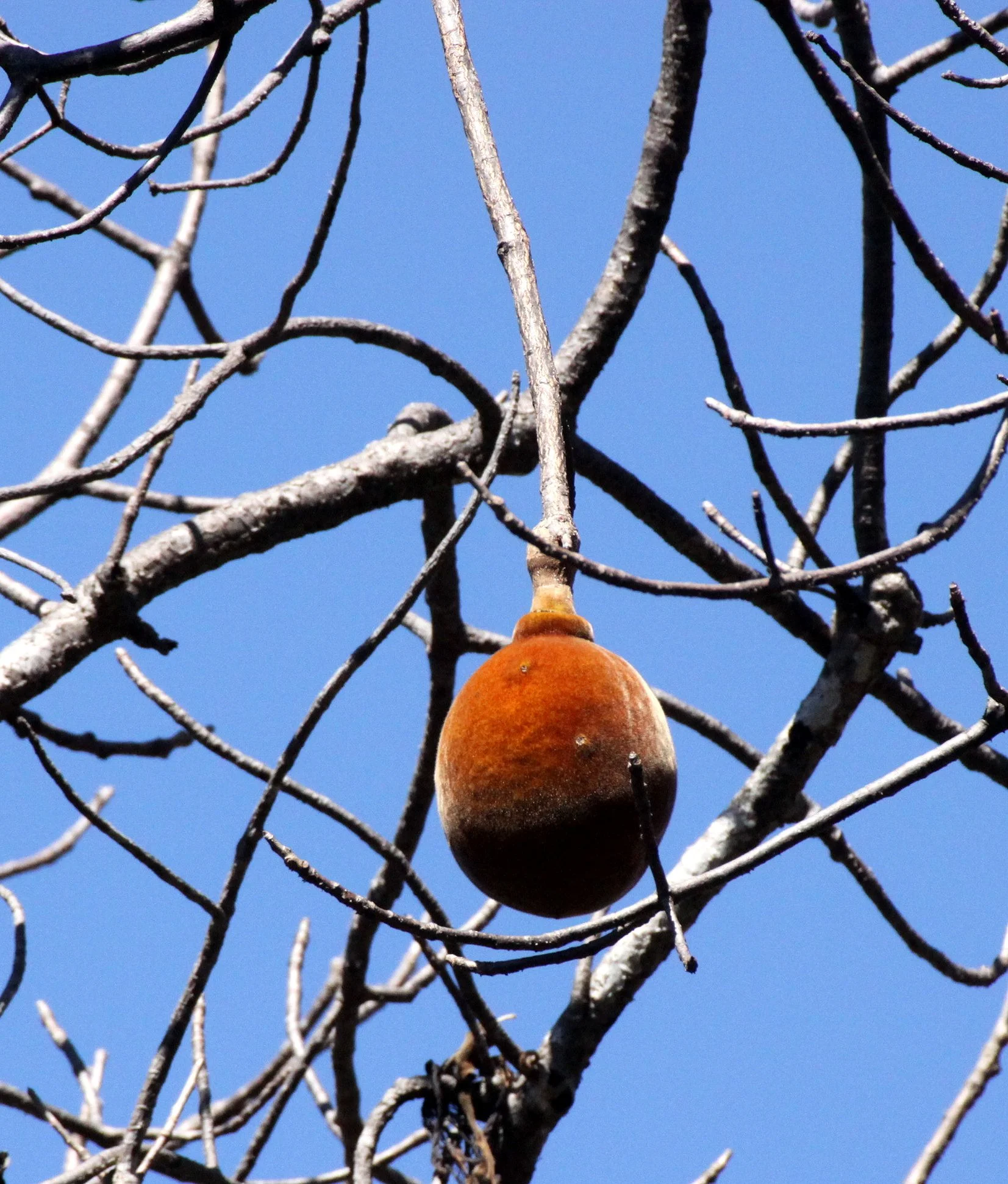 PLANT - BAOBAB FRUIT - ANKARANA NATIONAL PARK MADAGASCAR.JPG