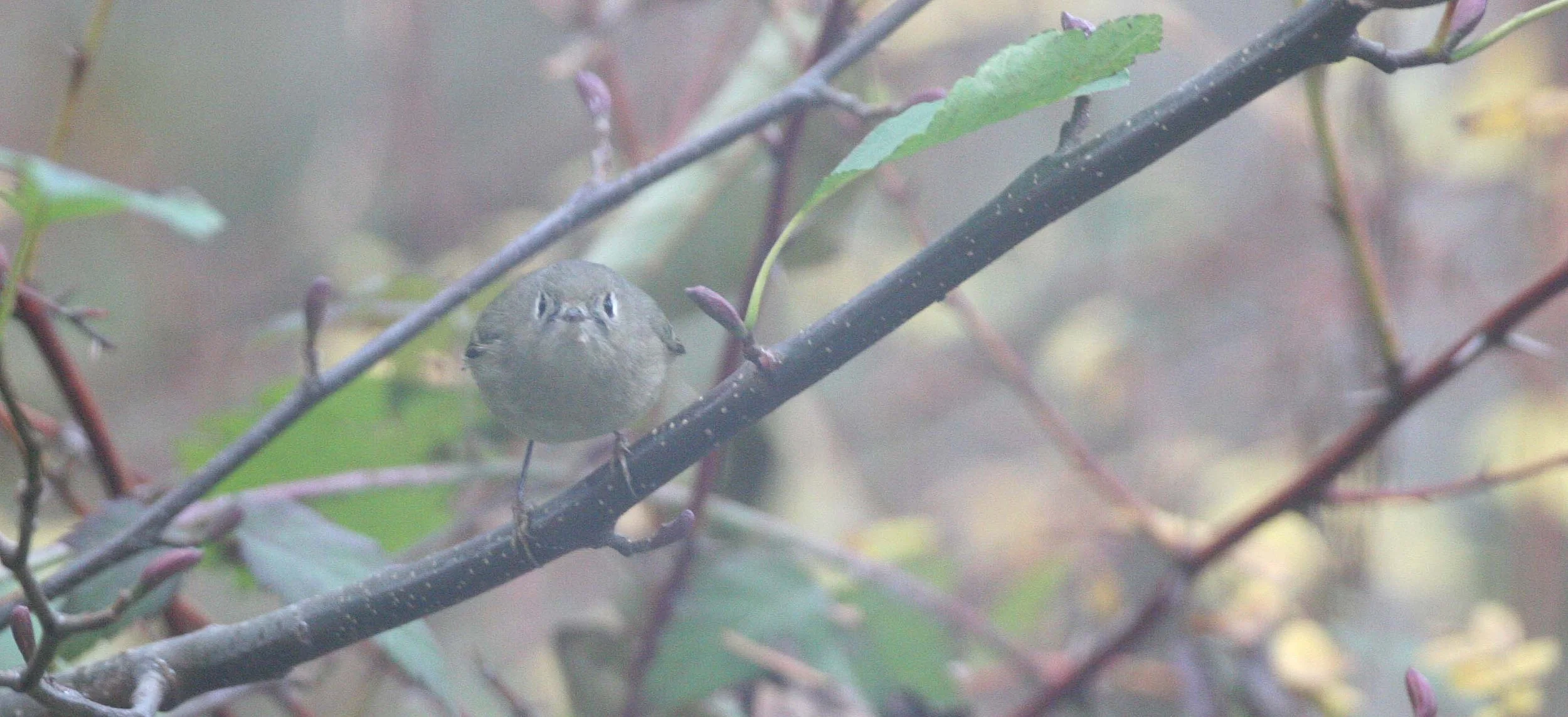 Hutton's Vireo (Vireo huttoni) Lake Farm Olympic Peninsula Washington (28).jpg