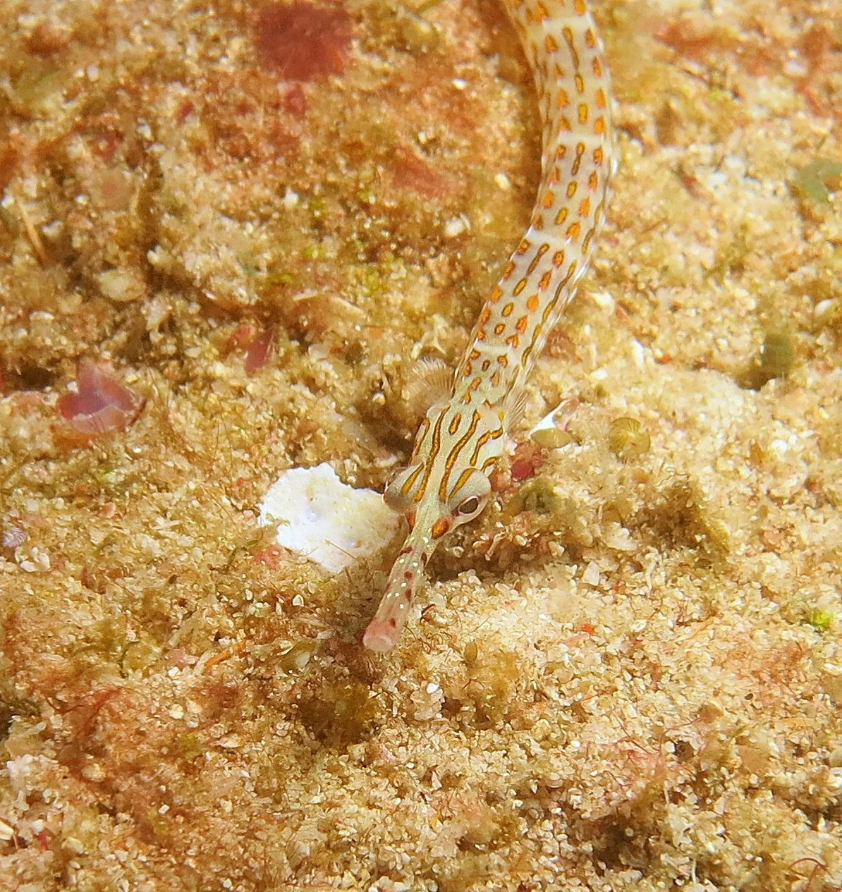 Syngnathidae - Schultz's Pipefish, Corythoichthys schultzi - Similan Islands (2).JPG