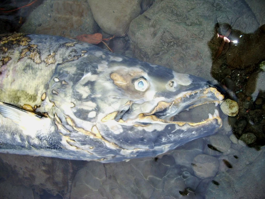 FISH - SALMON CARCASS ON DUNGENESS RIVER.jpg