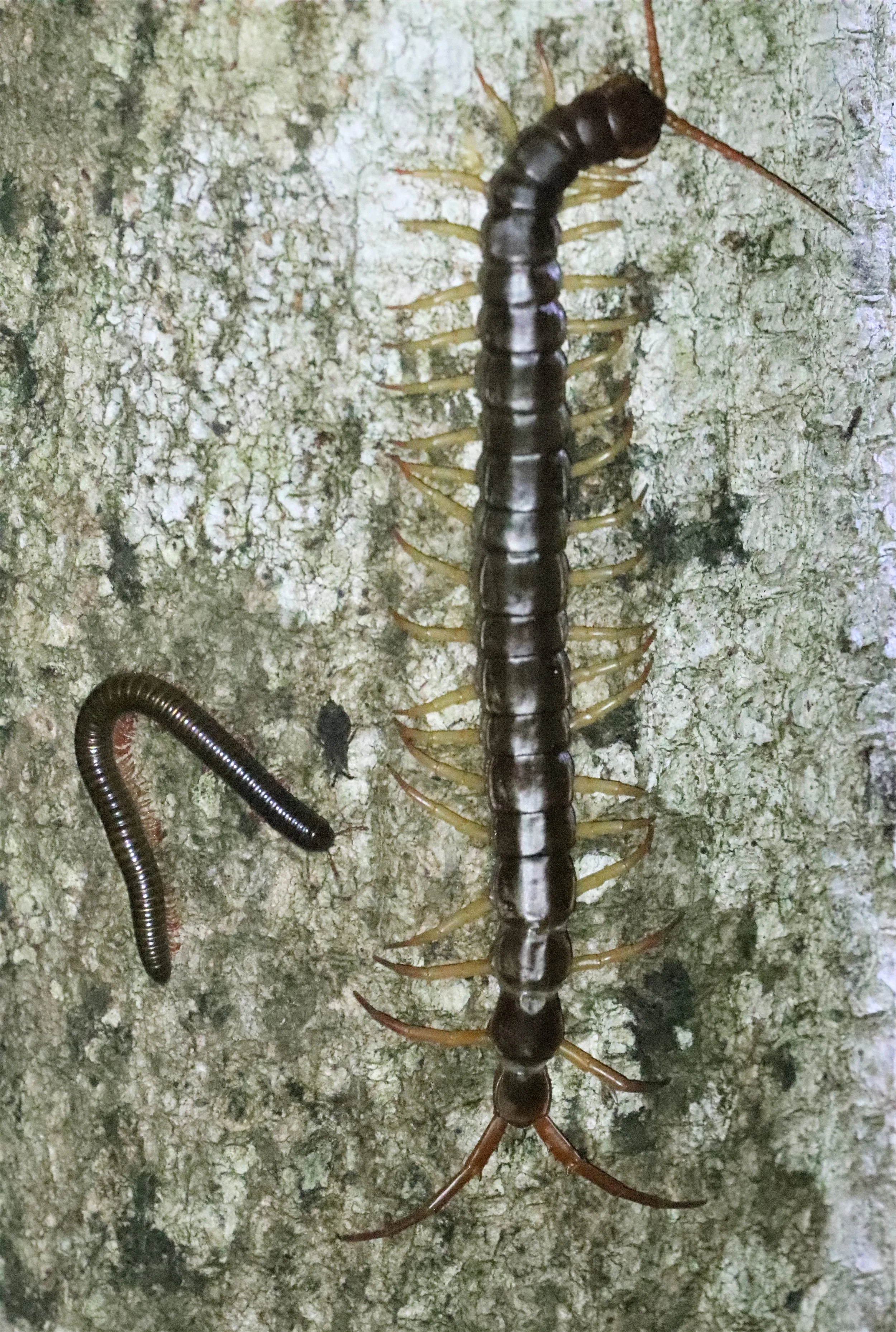 Giant Asian Centipede (Scolopendra dehaani)