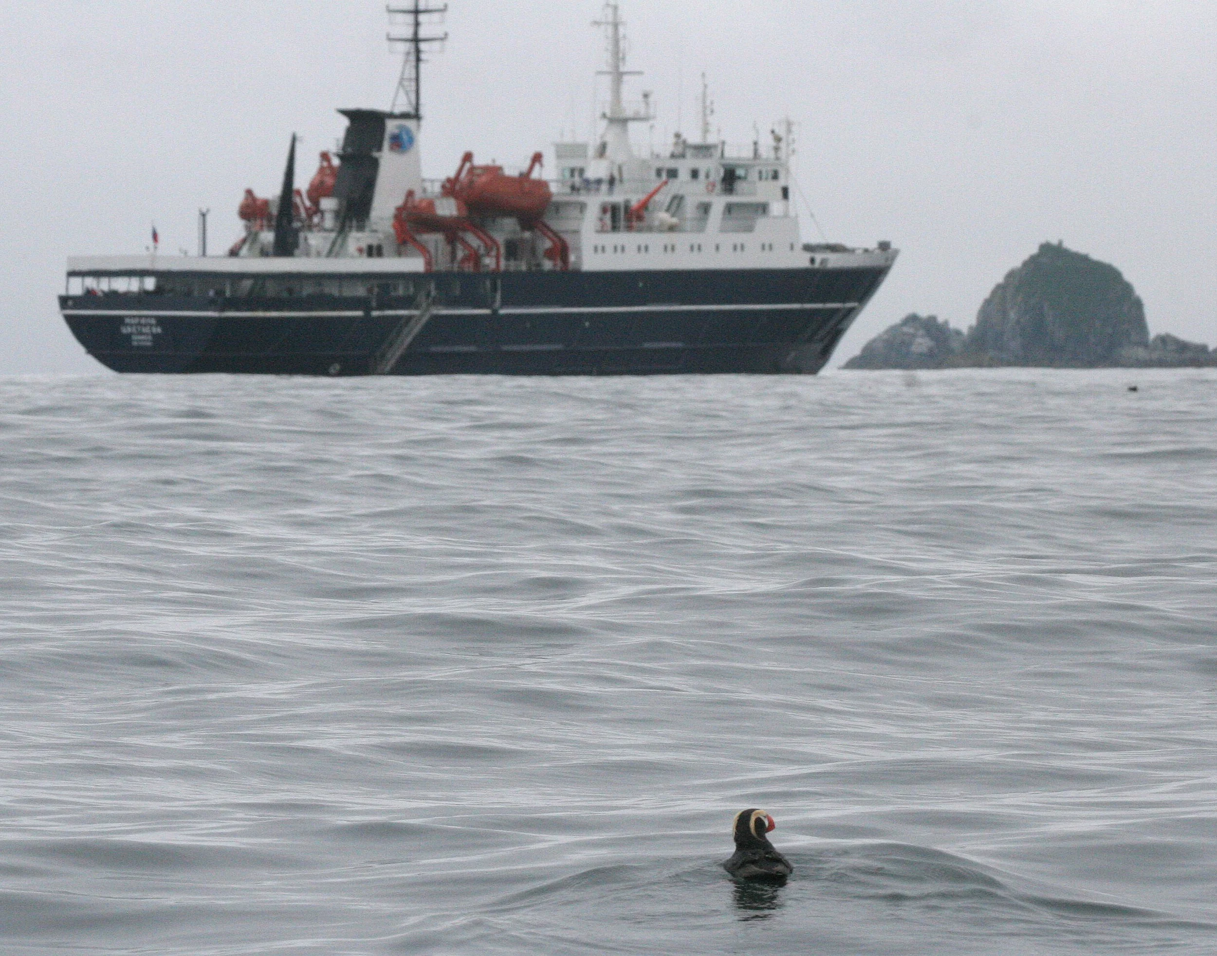 Fratercula cirrhata - TUFTED PUFFIN - COAST OF KAMCHATKA (62).jpg