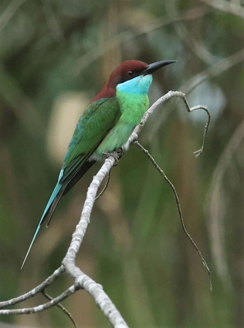 BEE-EATER - BLUE-THROATED BEE-EATER - Merops viridis - PAK PHAYUN DISTRICT, PATTHALUNG APRIL 2022 (29).jpg