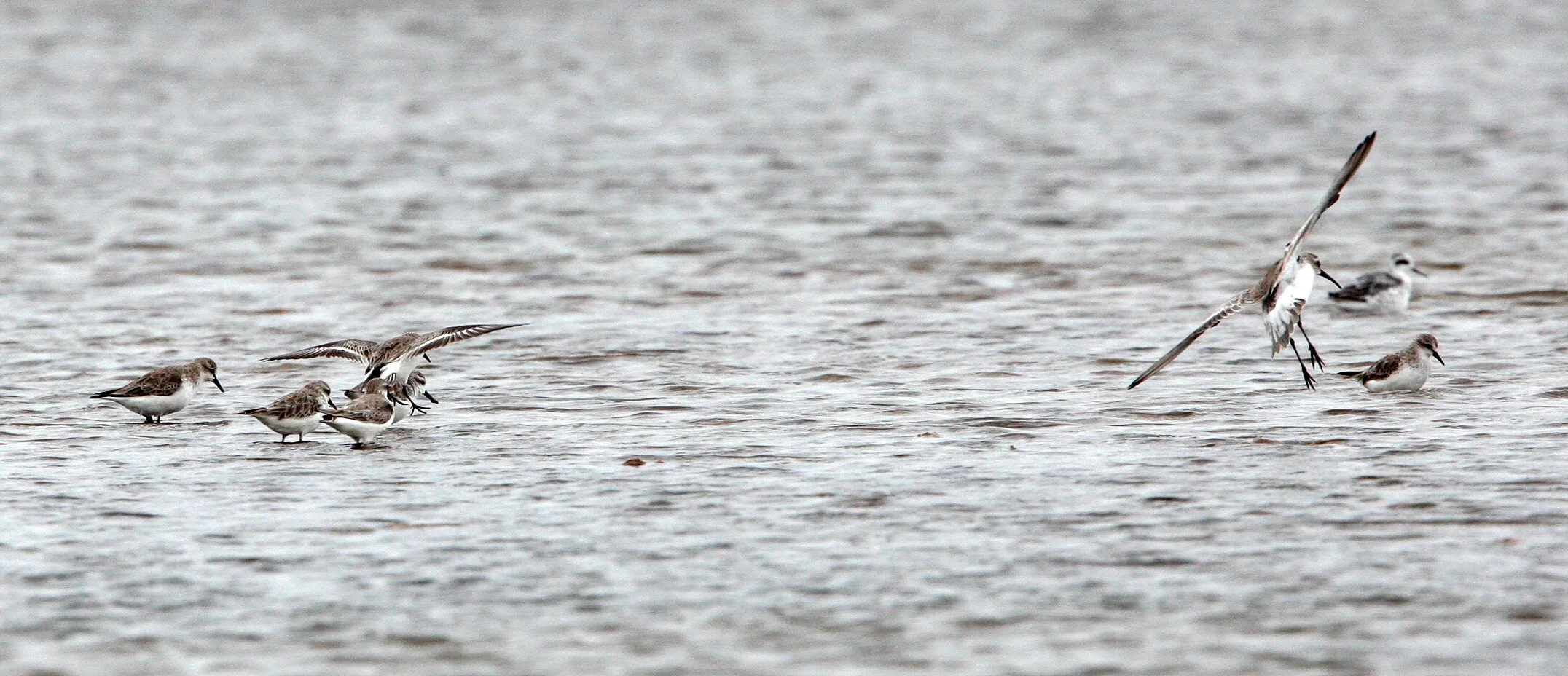 SANDPIPER - SPOON-BILLED SANDPIPER - Calidris pygmeus - PAK THALE PETCHABURI PROVINCE THAILAND (64).jpg