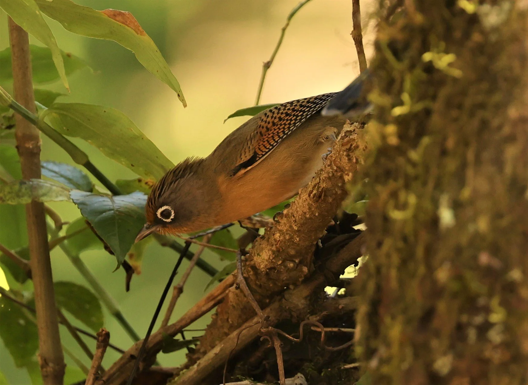 BARWING - SPECTACLED BARWING - Actinodura ramsayi - DOI LANG EAST DOI PHA HOM POK NP, DECEMBER 2021 (31).jpg