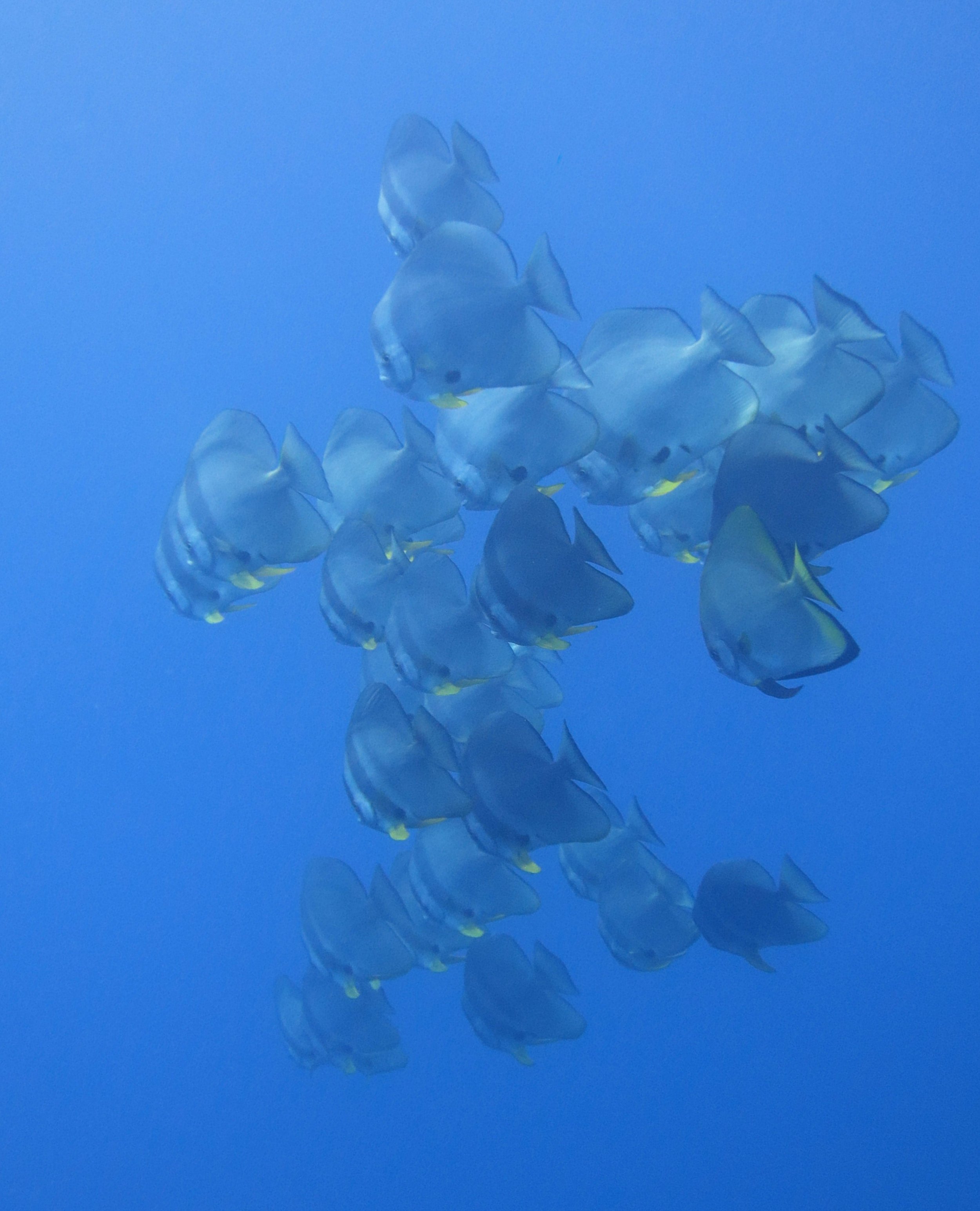 Ephippidae - Platax teira - Batfish - Similans Thailand (7).JPG