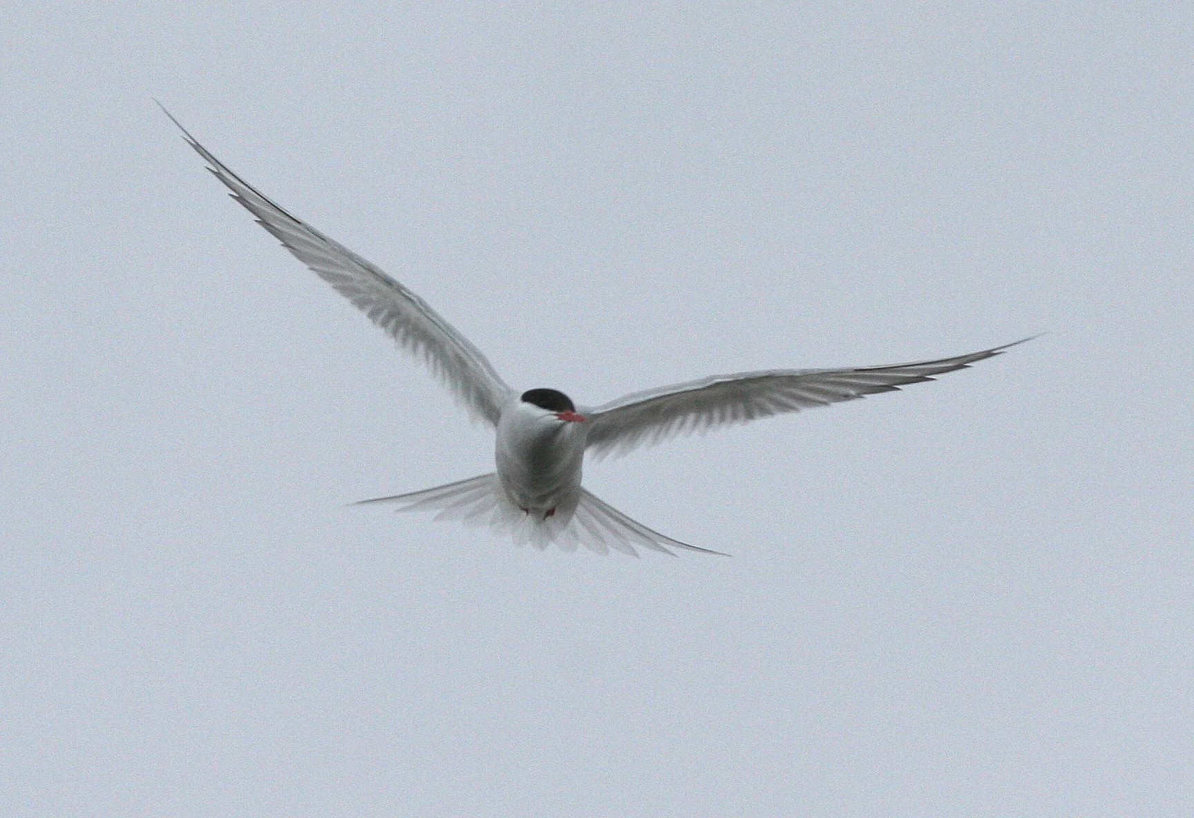 BIRD - TERN - ARCTIC TERN - SVALBARD (42).jpg