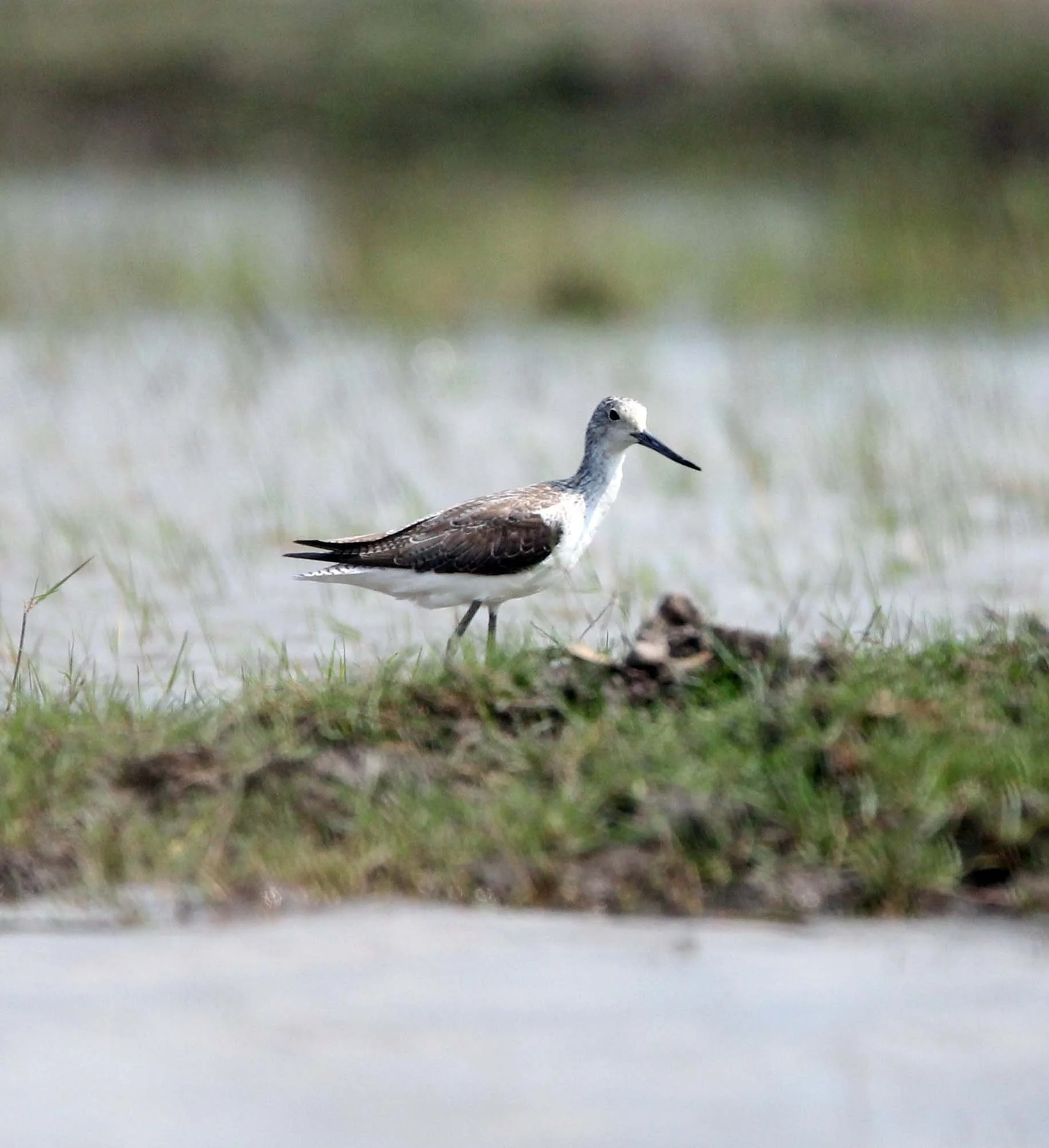 BIRDS - COMMON GREENSHANK - TRINGA NEBULARIA - THALE NOI WATERBIRD PARK 1.JPG