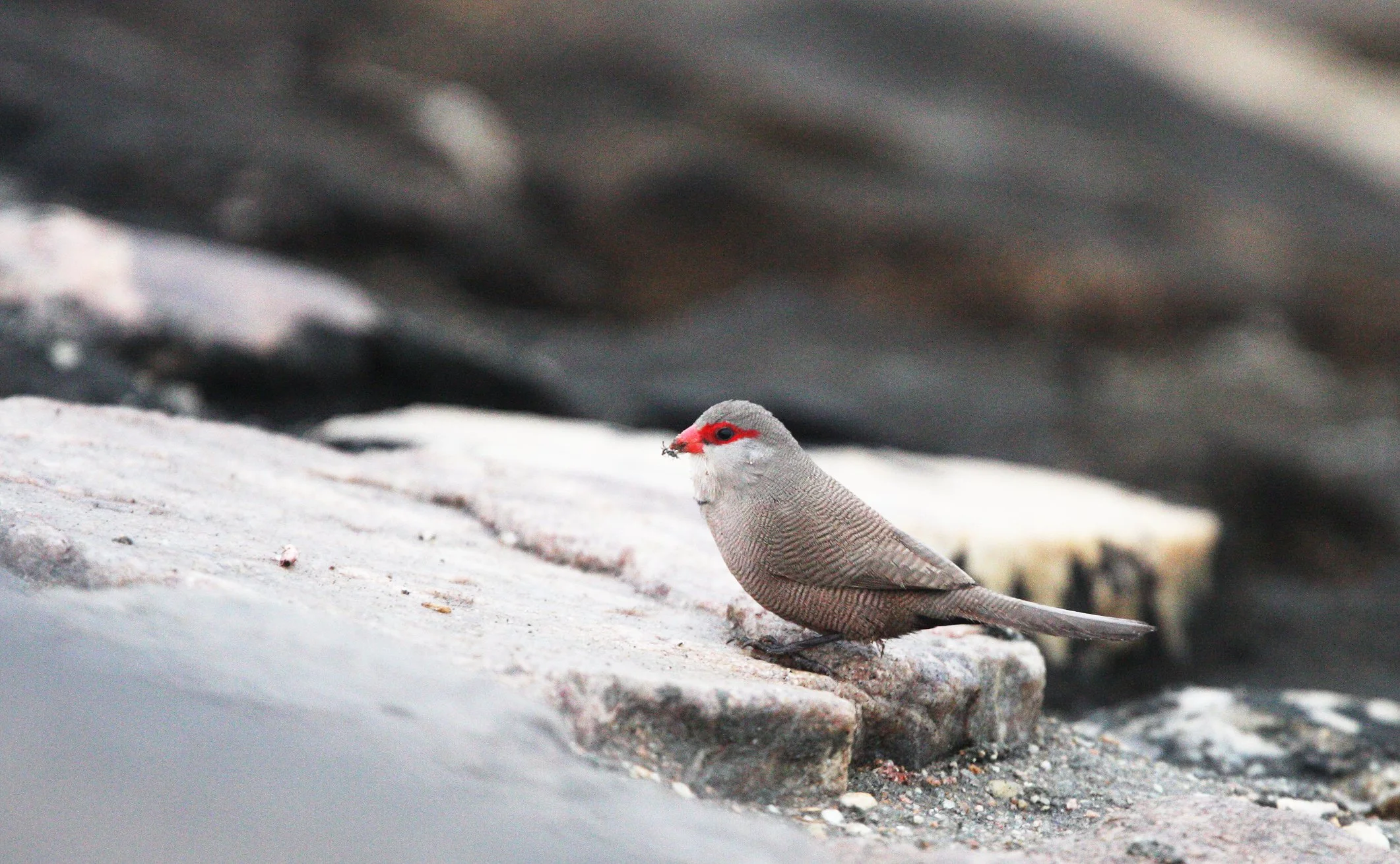Common waxbill (Estrilda astrild) Walvis Bay Namibia.JPG